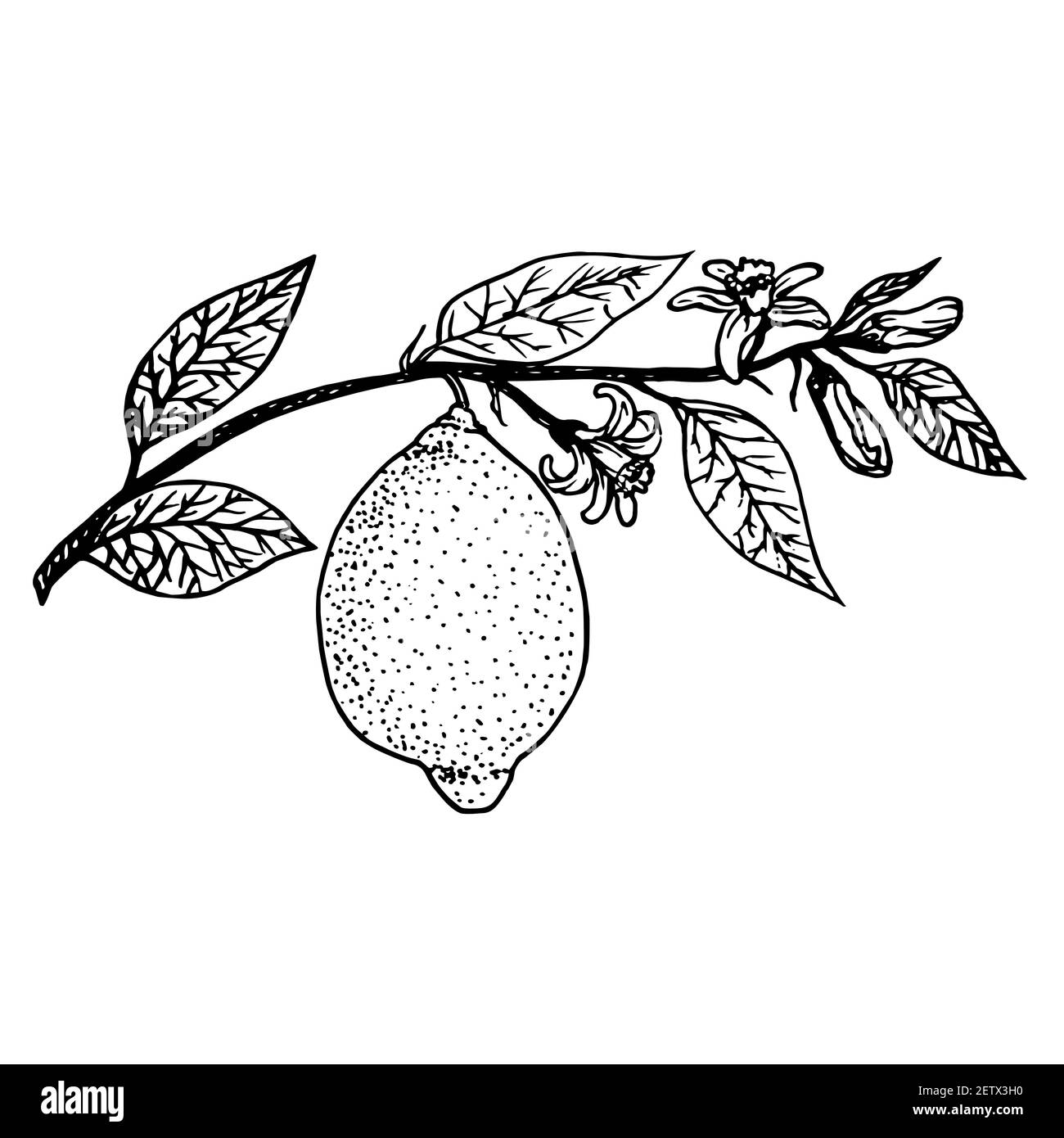 Limón en rama con hojas y flores, dibujo de tinta negra de fideos, estilo  madera Fotografía de stock - Alamy
