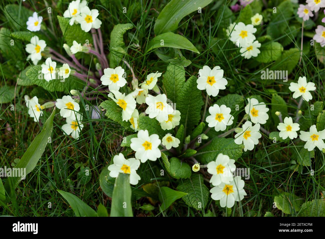 Cierre de especies variadas de primaveras que crecen en un borde al borde de la carretera cerca de Stroud, los Cotswolds, Gloucestershire, Reino Unido Foto de stock