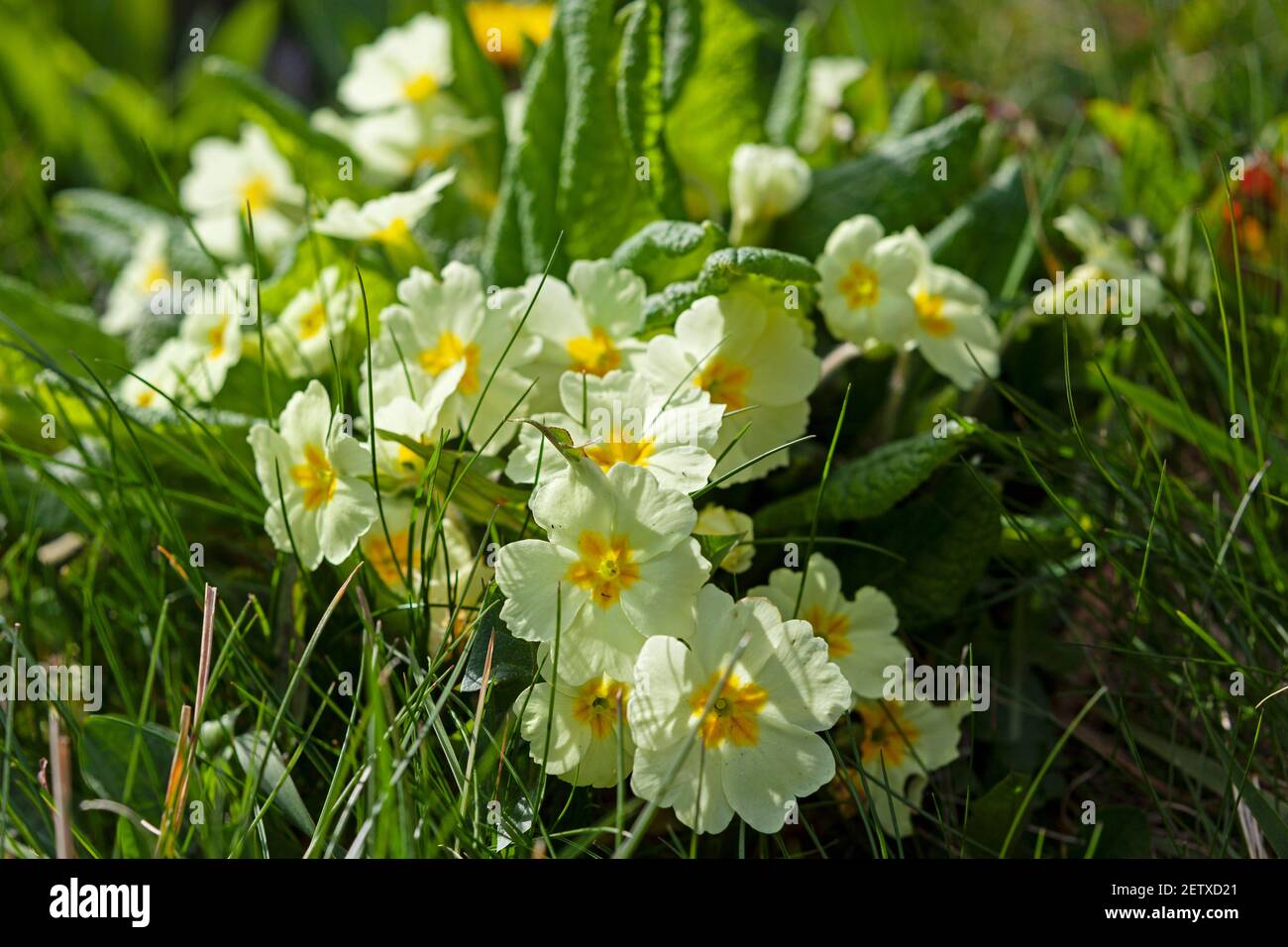 un primer plano de las primaveras clásicas que crecen al borde de la carretera en Gloucestershire, Reino Unido Foto de stock