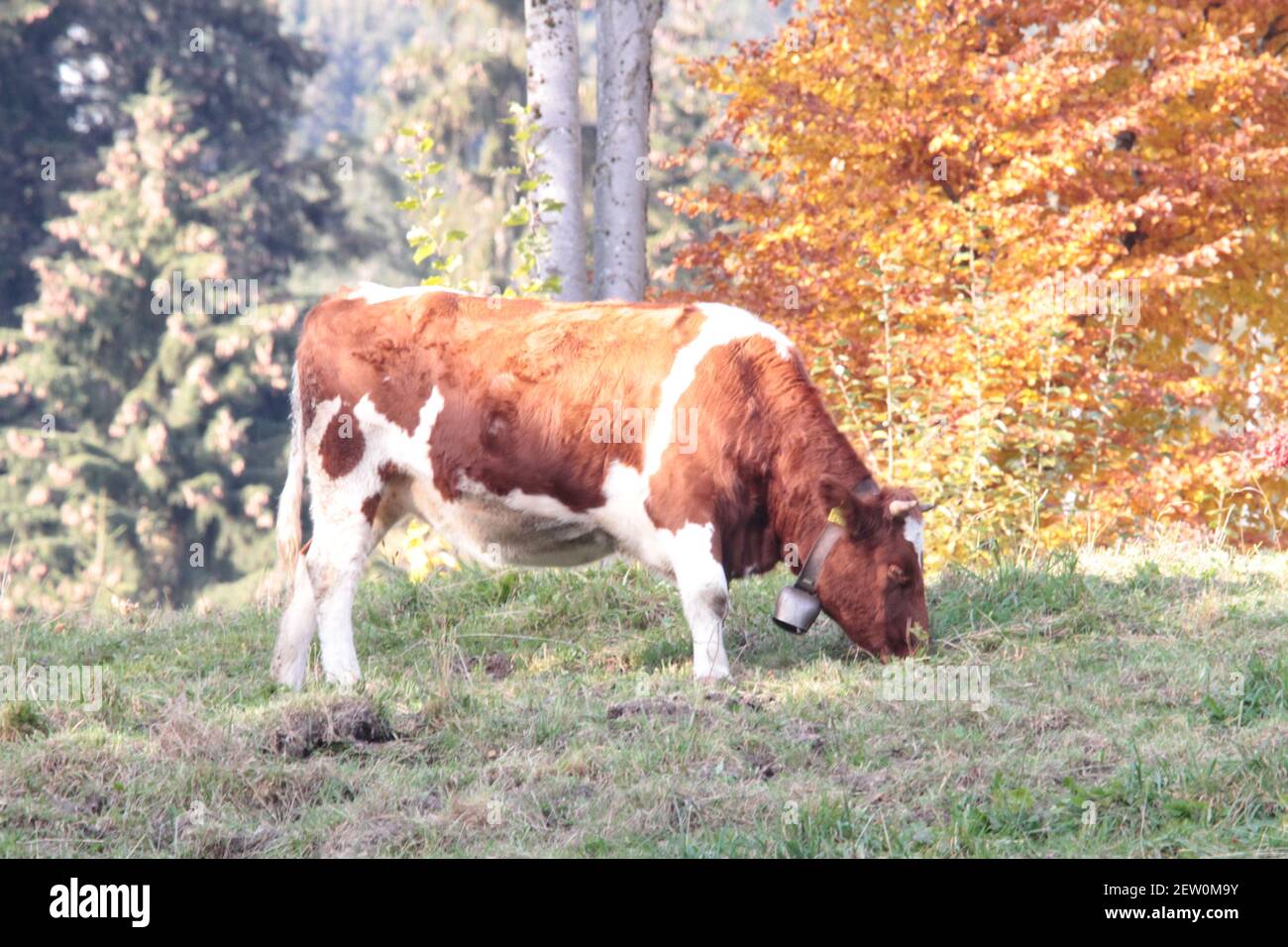 Vaca maravillosa en Interlaken Suiza Schweiz Berner Oberland en el naturaleza salvaje con vacas graciosas Foto de stock