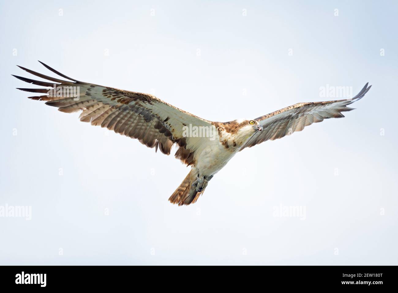 Hermosas aguilas volando majestuosa fotografías e imágenes de alta  resolución - Alamy