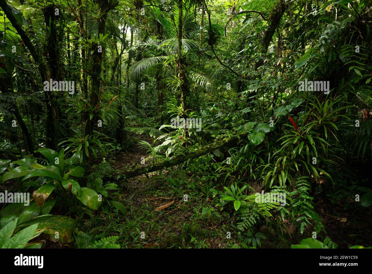 Exuberante vegetación dentro de la selva tropical atlántica del se Brasil Foto de stock