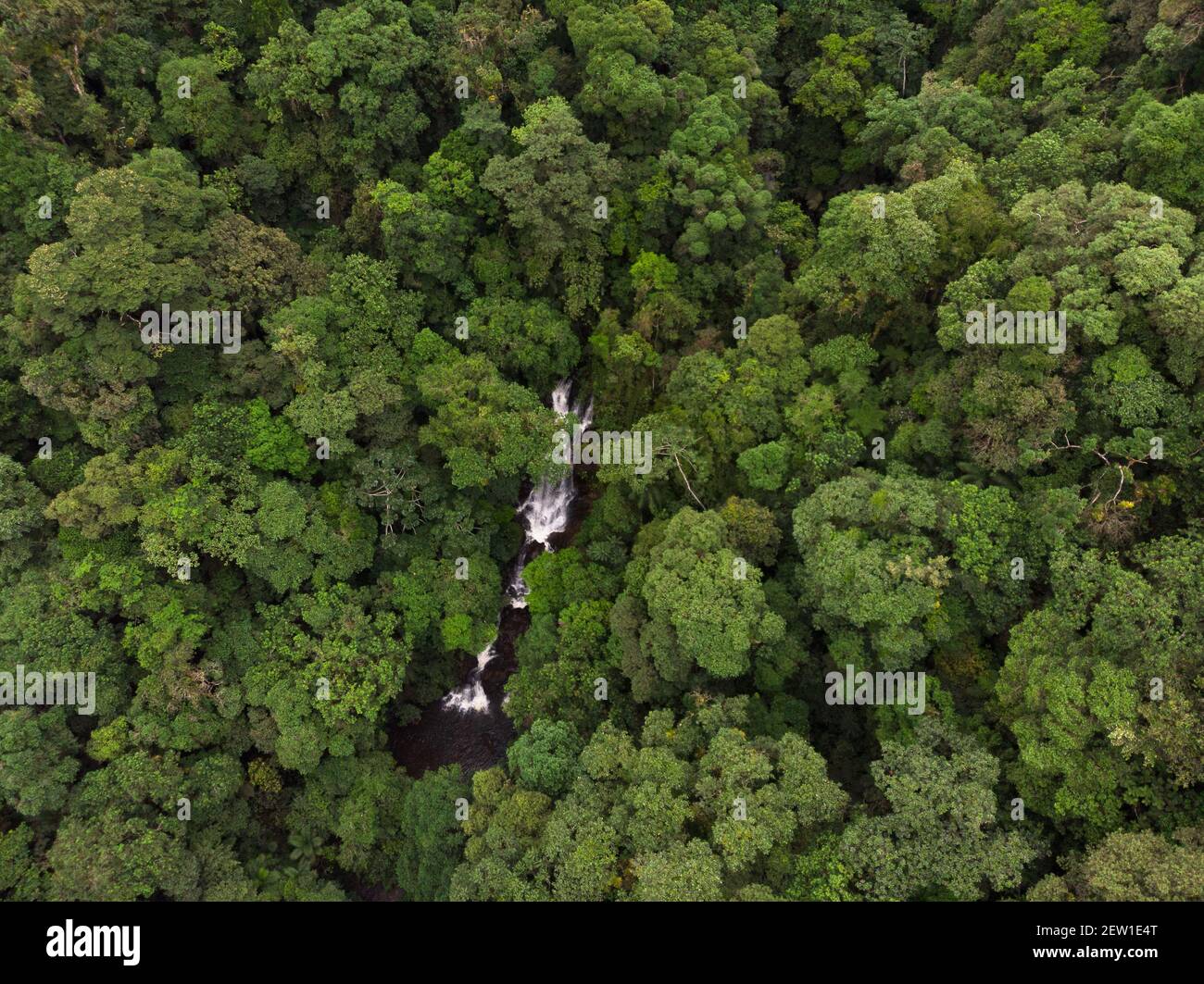 Una cascada en el medio de la selva tropical primaria del Atlántico del estado de São Paulo del sur, se Brasil Foto de stock