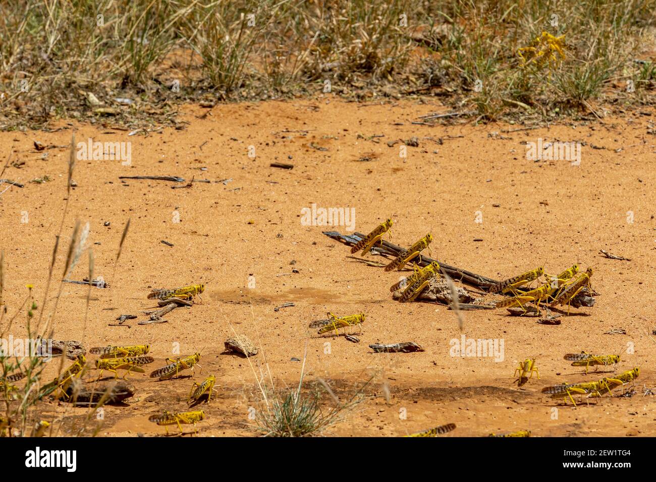 Kenia, distrito de Samburu, langosta del desierto (Schistocerca gregaria), eclosión joven Foto de stock