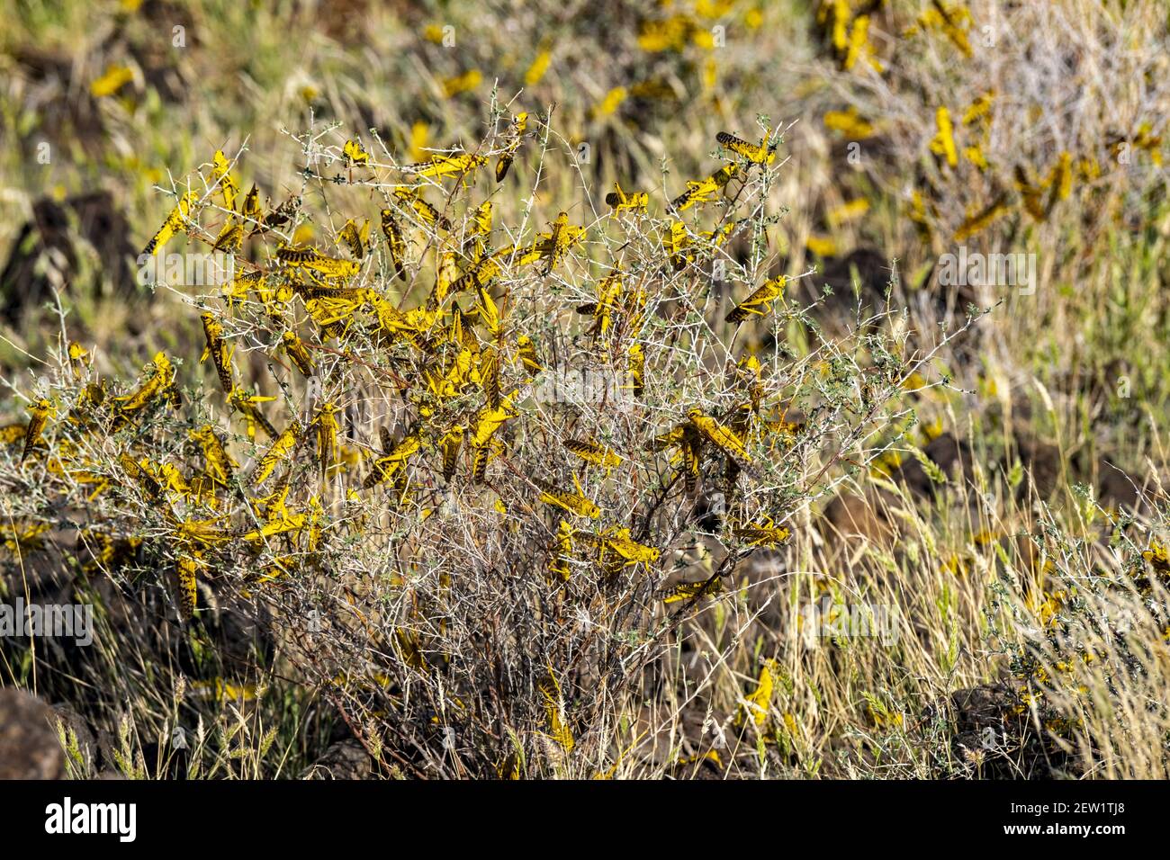 Kenia, alrededor del lago Logipi, invasión de la langosta del desierto 2020, joven Foto de stock