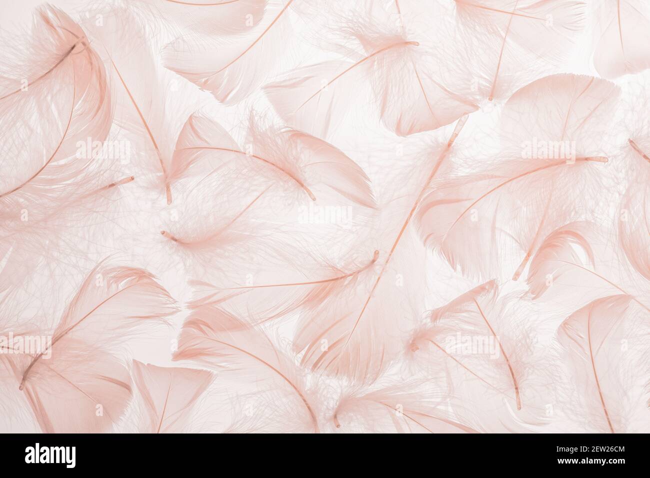 Plumas color rosa pastel textura fondo Fotografía de stock - Alamy