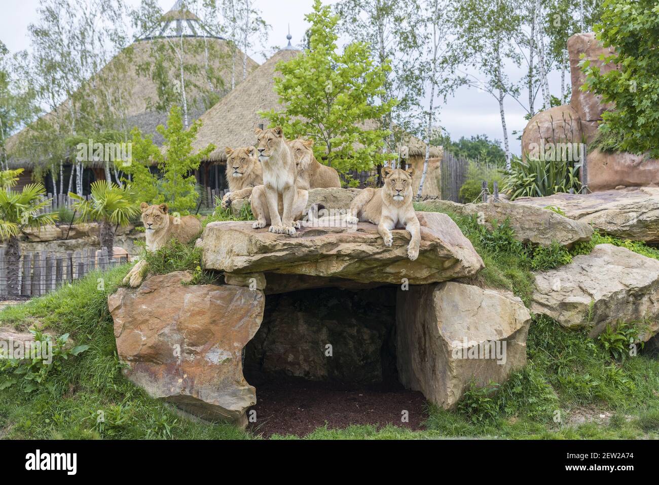 Francia, Loir-et-Cher, Valle del Loira catalogado como Patrimonio de la Humanidad por la UNESCO, Loir et Cher, Saint-Aignan-sur-Cher, Beauval zoológico, leones Foto de stock