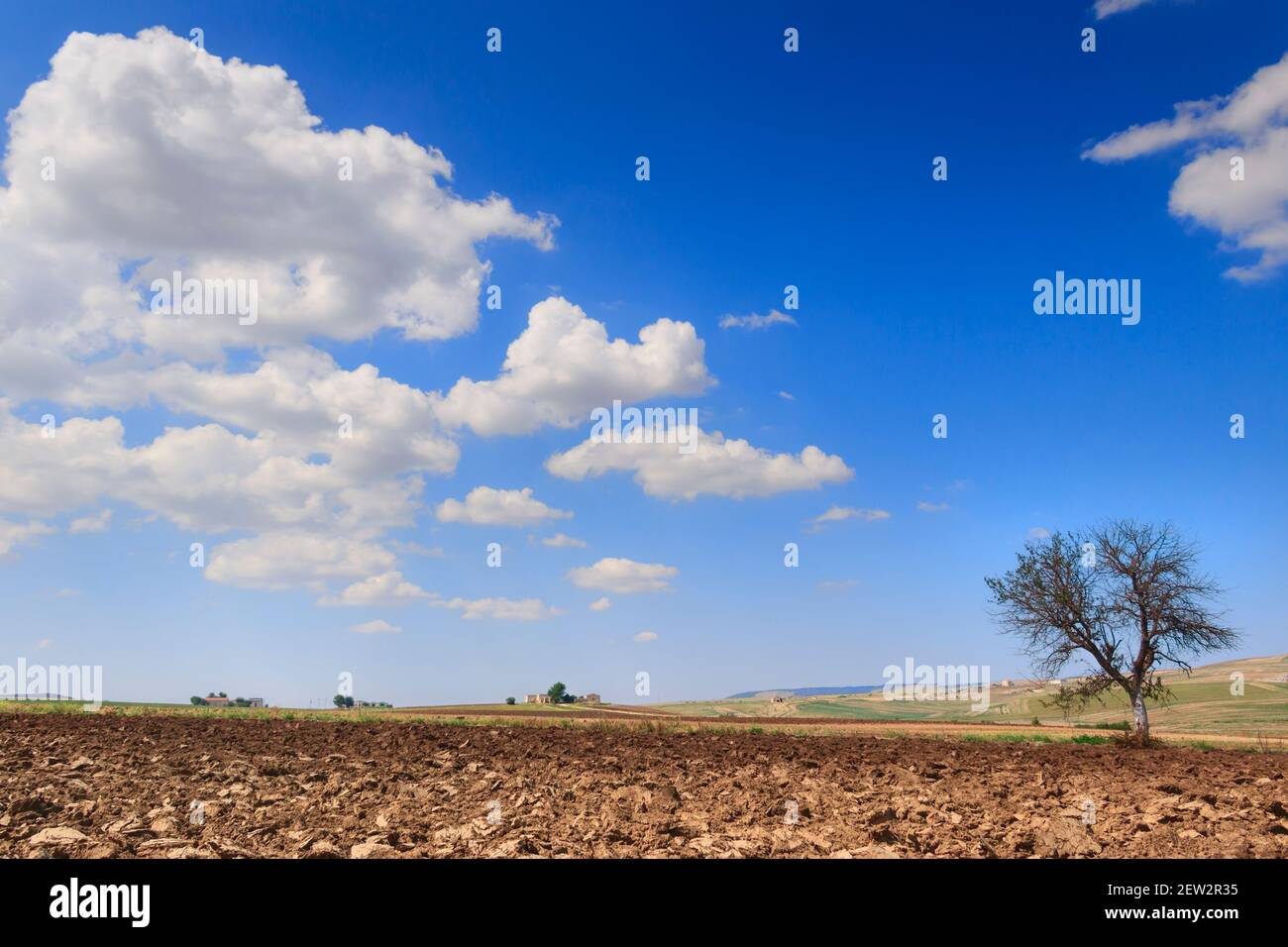 Paisaje rural montañoso. Entre Apulia y Basilicata: Árbol solitario dominado por nubes. Italia. Foto de stock