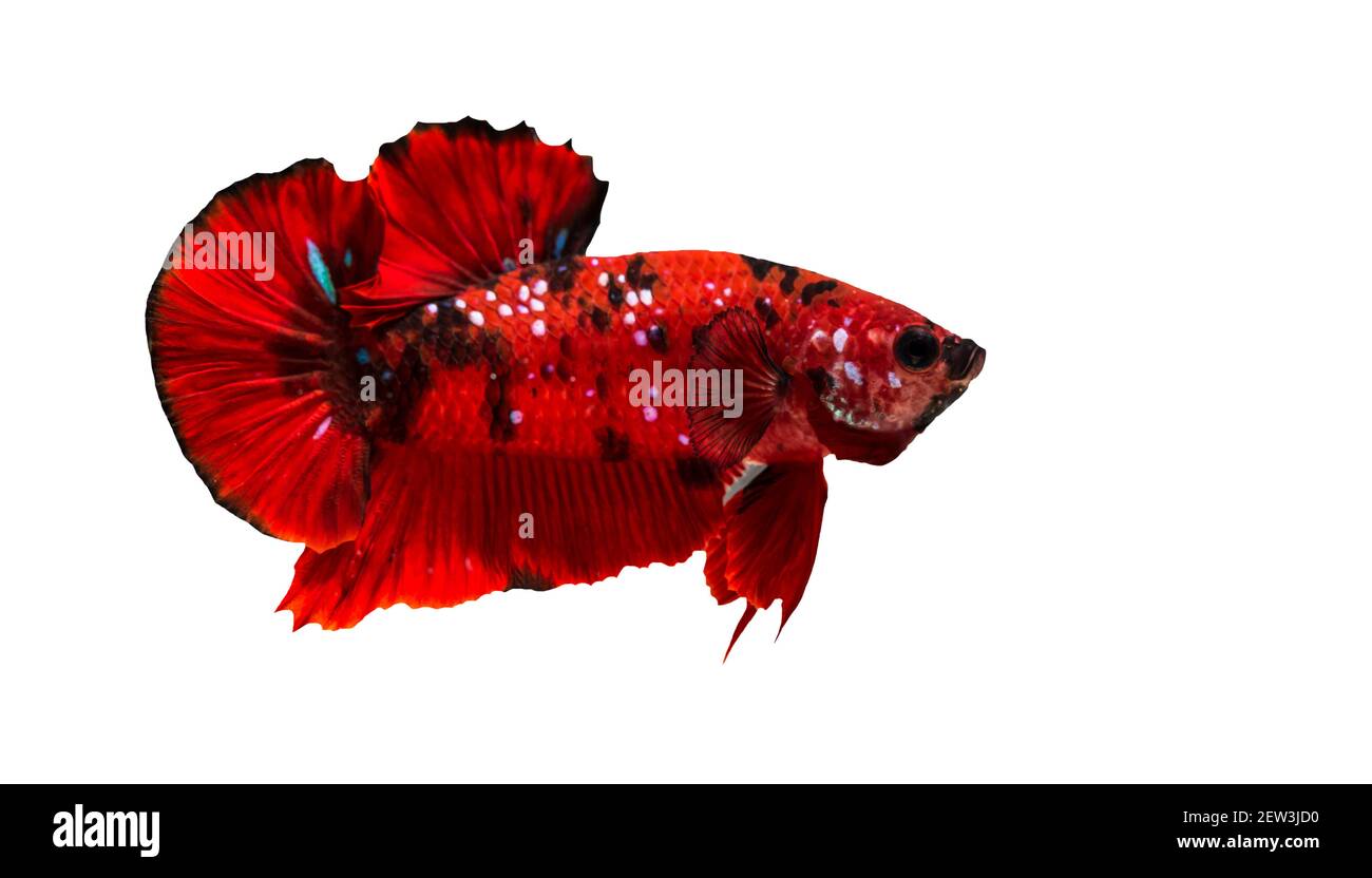 Los peces de la Betta o de la lucha son bellamente coloreados en primer plano vista utilizados para hornear imágenes e imágenes de fondo. Foto de stock
