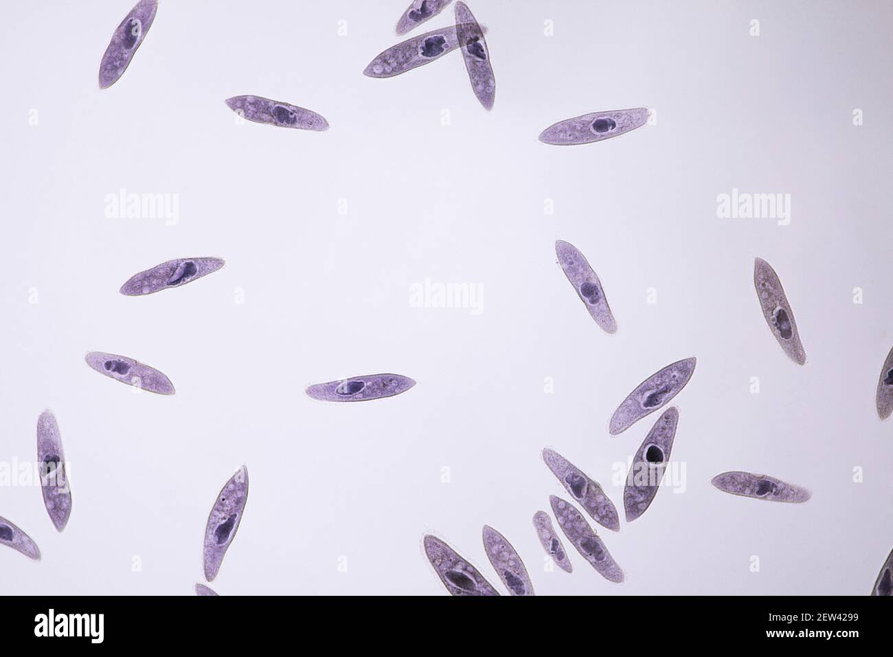 paramoecium unicelular bajo un microscopio de luz y 10 veces de aumento Foto de stock