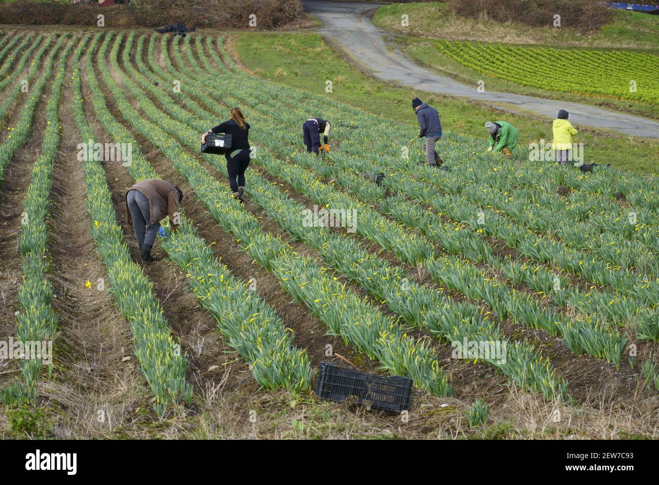 Los trabajadores cosechan narcisos en los campos de Saanich Central en la isla de Vancouver. Foto de stock