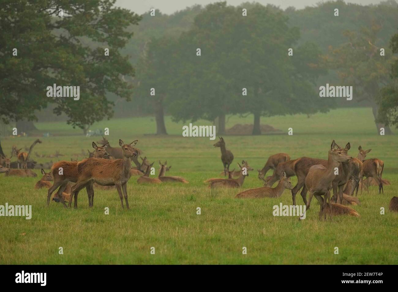 Ciervo durante la temporada de corte en el Parque Geat de Windsor el 19th de octubre de 2017. Hay una manada de alrededor de 500 ciervos rojos dentro del recinto del parque de ciervos que vagan libremente. Establecido por el duque de Edimburgo, el rebaño son todos los decendentes de 40 hinds y dos stags que se introdujeron en 1979. (Foto de Claire Doherty/Sipa USA) Foto de stock