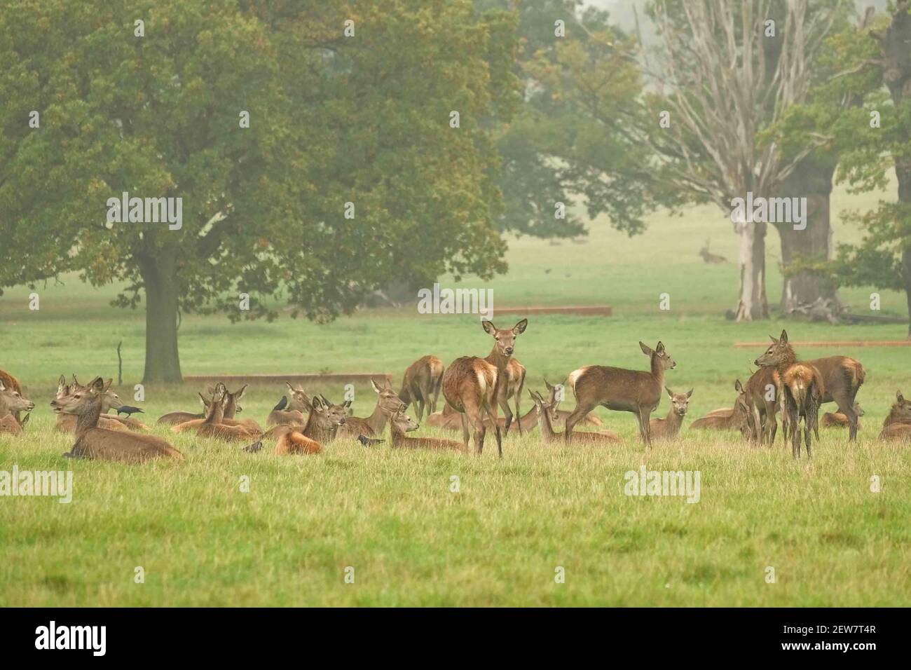 Ciervo en una mañana brumosa durante la temporada de corte en el Parque Geat de Windsor el 19th de octubre de 2017. Hay una manada de alrededor de 500 ciervos rojos dentro del recinto del parque de ciervos que vagan libremente. Establecido por el duque de Edimburgo, el rebaño son todos los decendentes de 40 hinds y dos stags que se introdujeron en 1979. (Foto de Claire Doherty/Sipa USA) Foto de stock