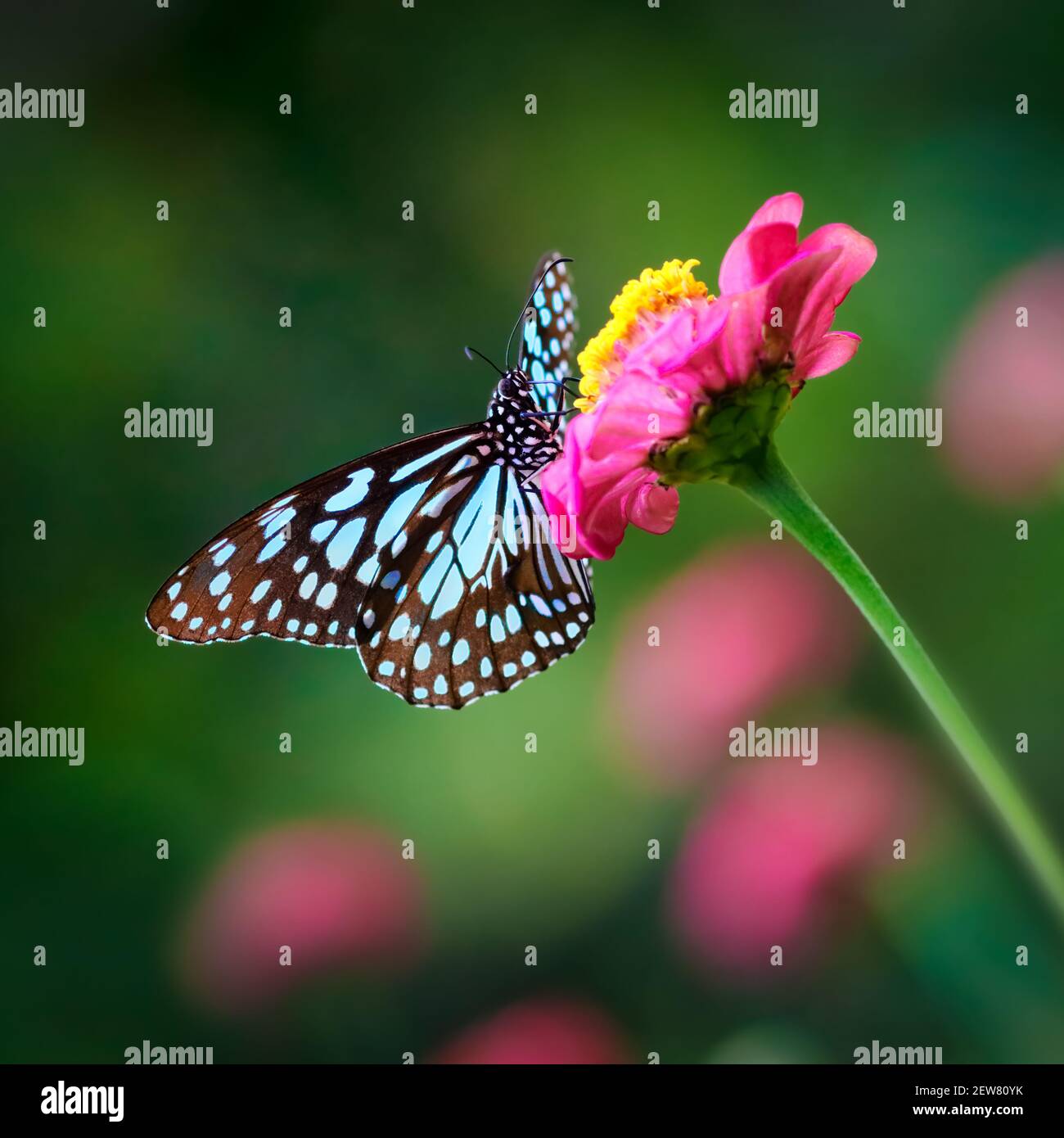 Mariposa Azul Tigre o danaid Tirumala limniace en un rosa flor zinnia con fondo de bokeh borroso de color verde oscuro Foto de stock