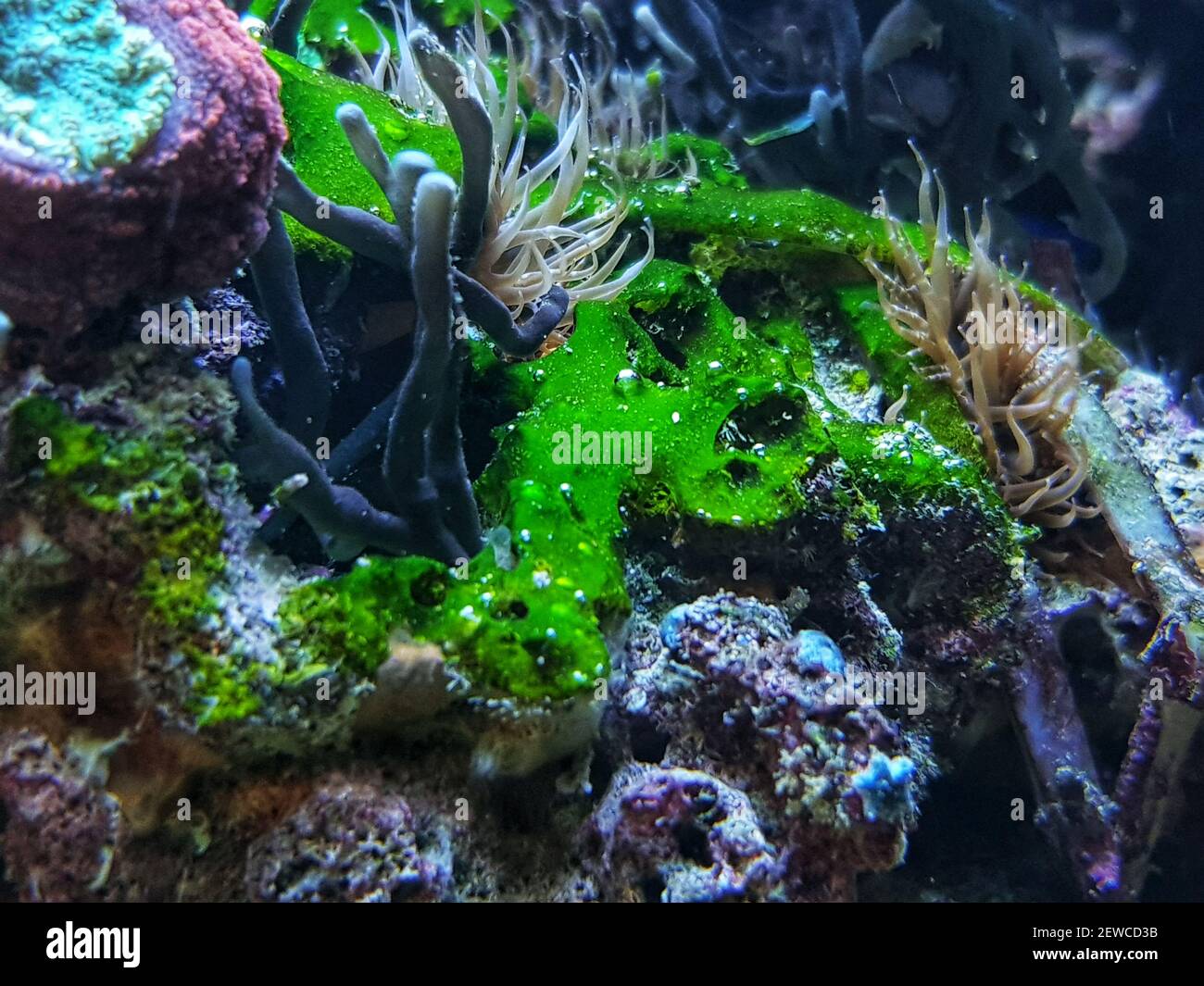 Cianobacterias verdes adheridas a la roca en el tanque del acuario del arrecife Foto de stock