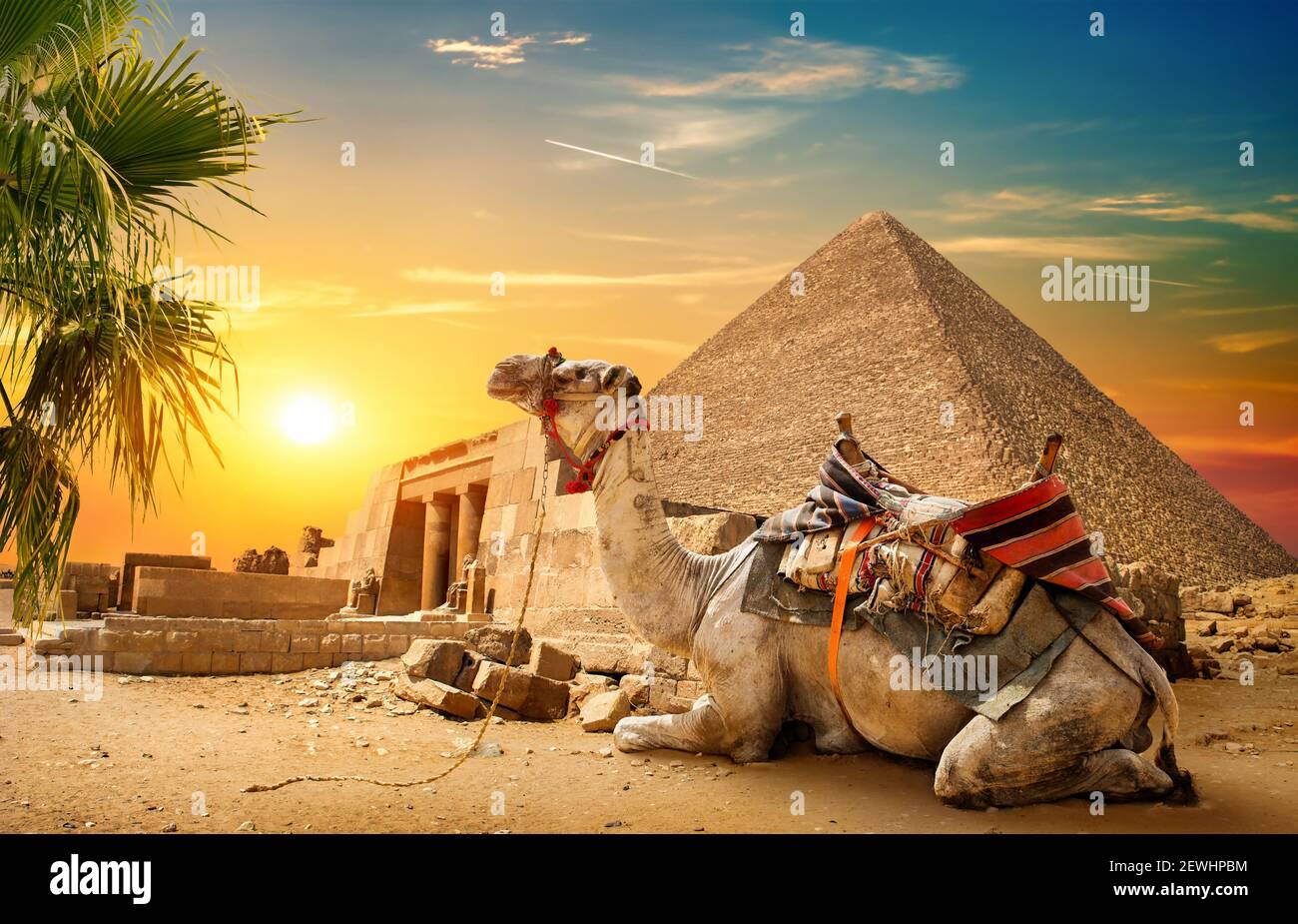 El camello descansa cerca de la pirámide de ruinas de Egipto. Foto de stock