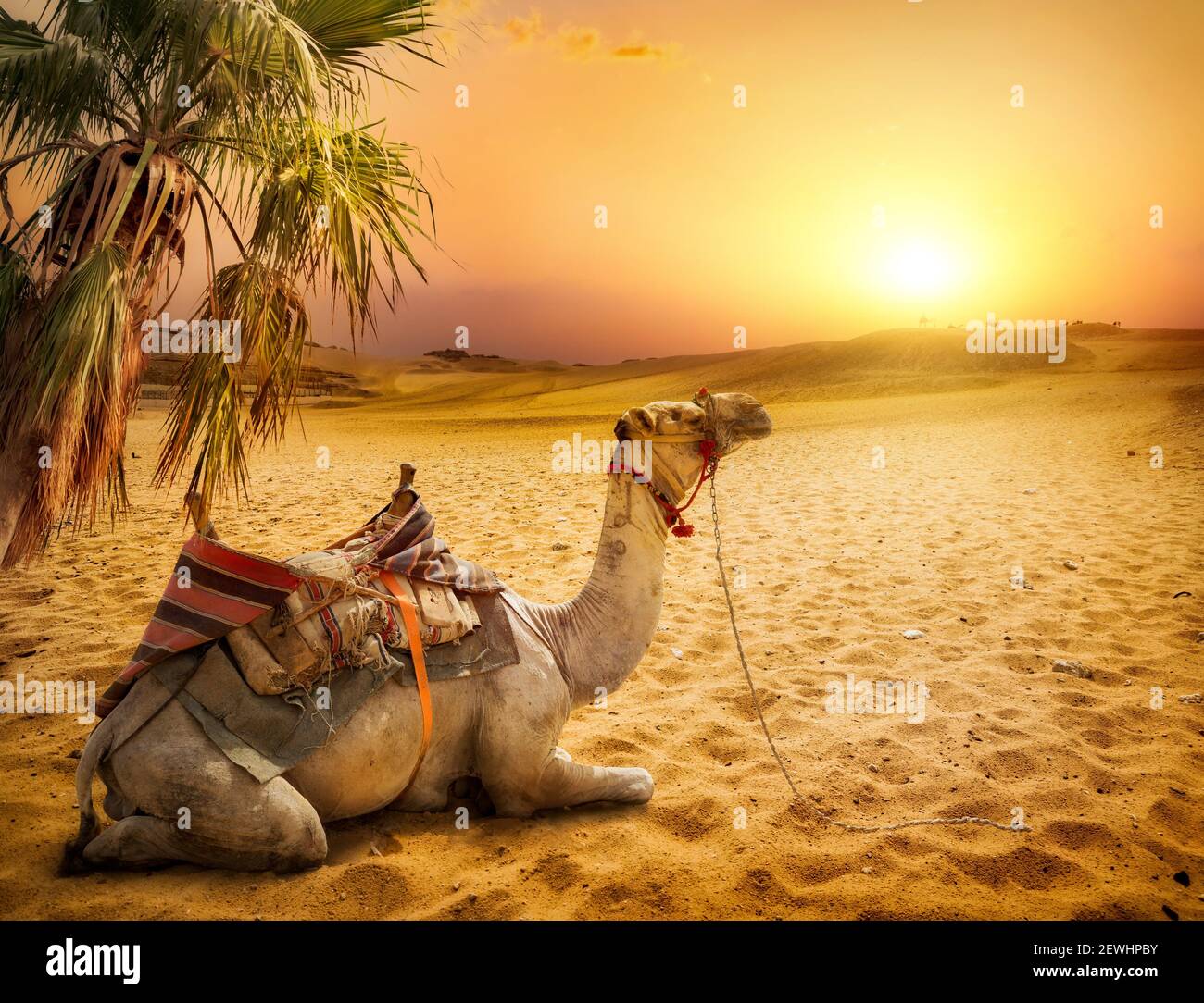 Camello descansando bajo una palmera en el desierto de Egipto. Foto de stock