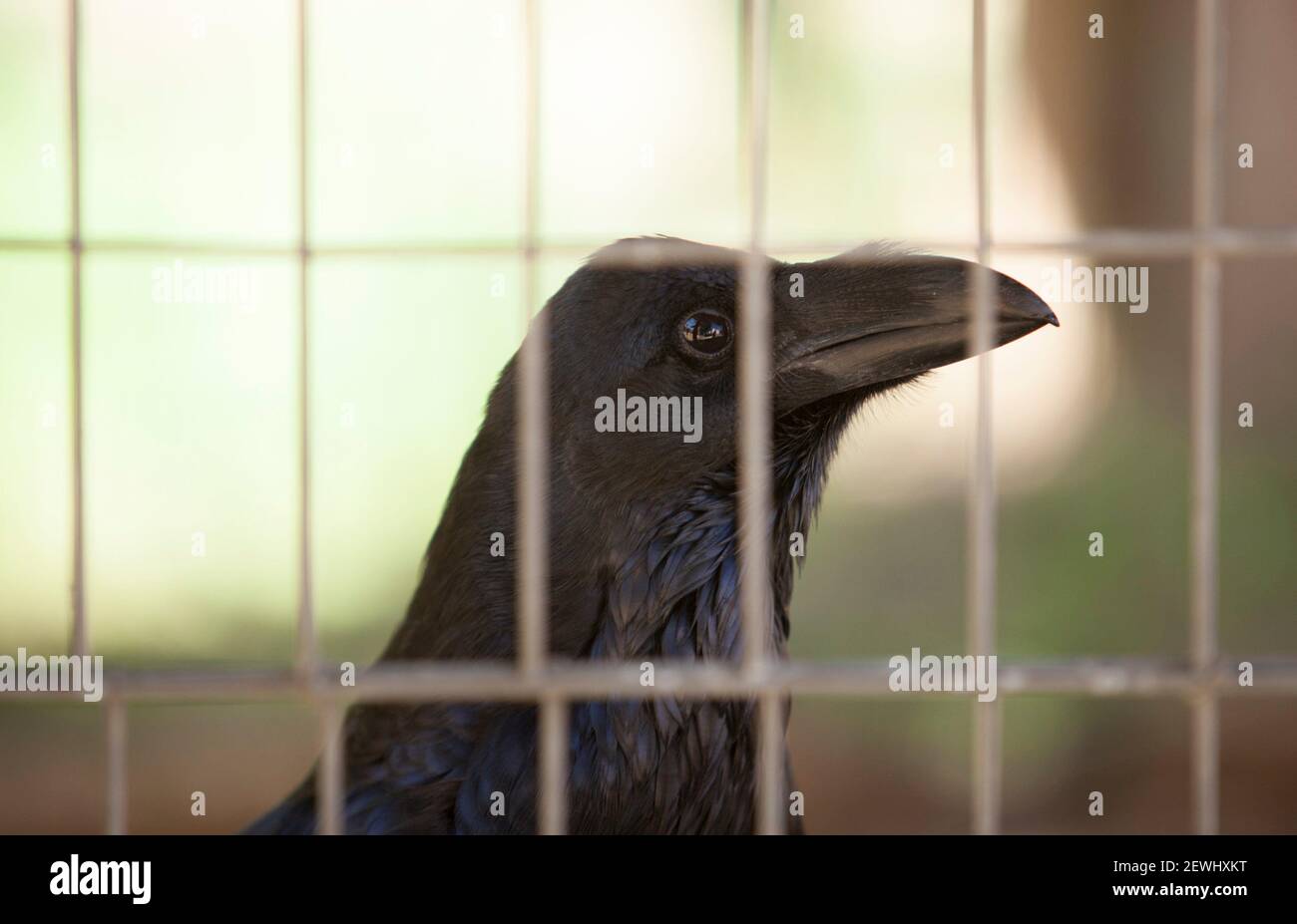 Común Raven enjaulados. También conocido como el Raven del Norte o el cuervo Negro. Primer plano. Foto de stock
