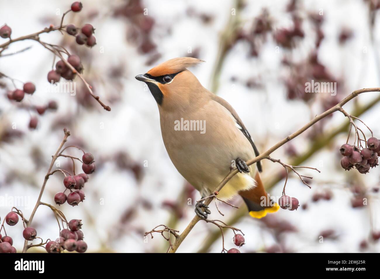 El ala de cera bohemia (Bombycilla garrulus) es un ave paseriforme de tamaño medio. Se cría en el norte de Europa y en invierno puede migrar hasta el sur Foto de stock