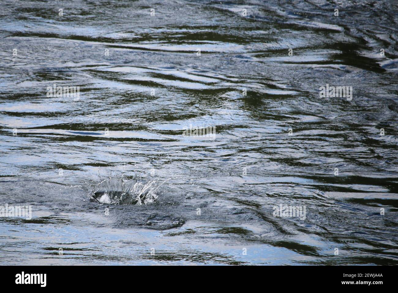 El agua salpica después de que un salmón salte y se zambulle un río Foto de stock