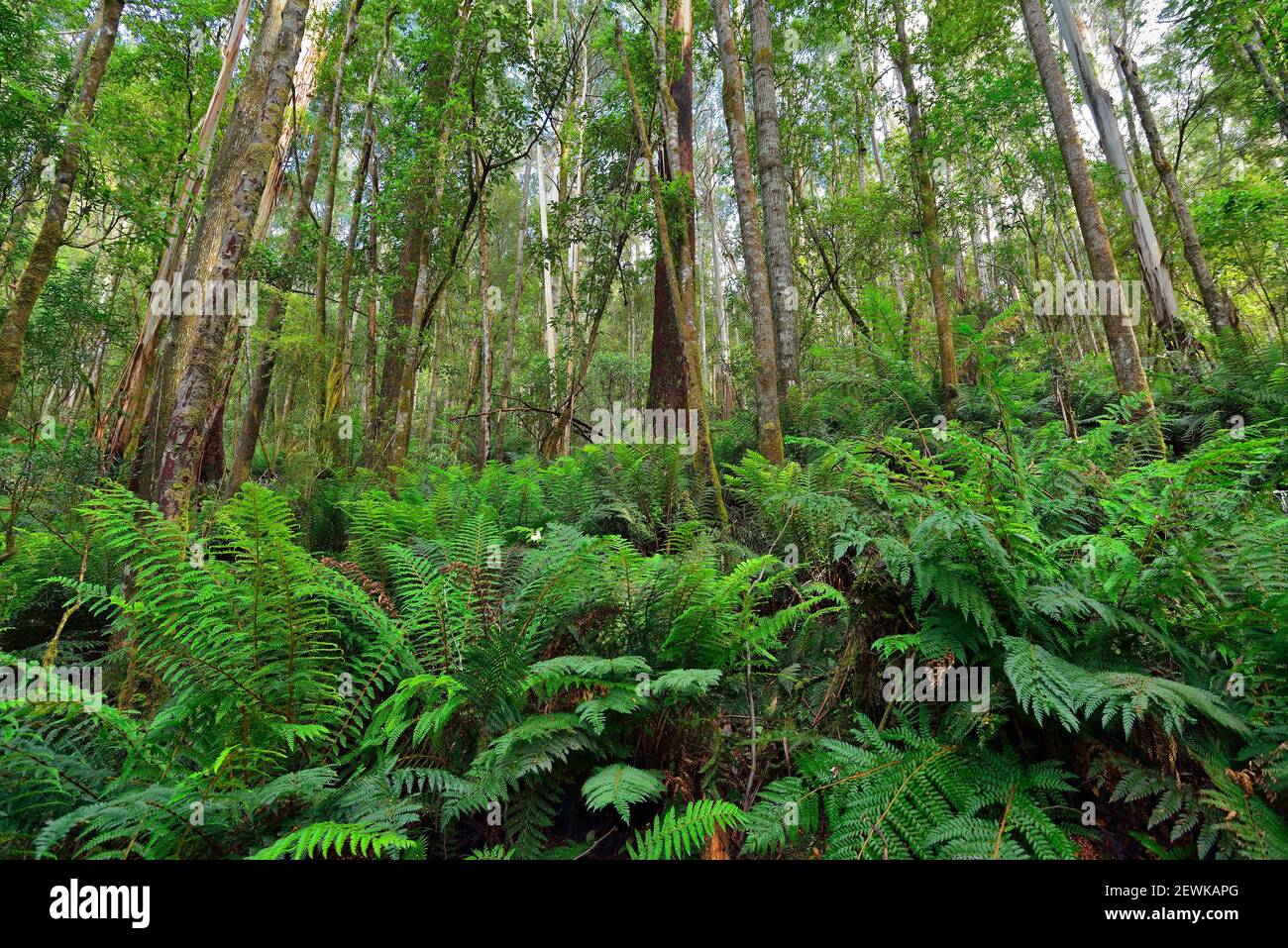 Big Tree Walk, Área de Conservación de Estix Tall Trees, Parque Nacional Mount Field, Tasmania (Australia) Foto de stock