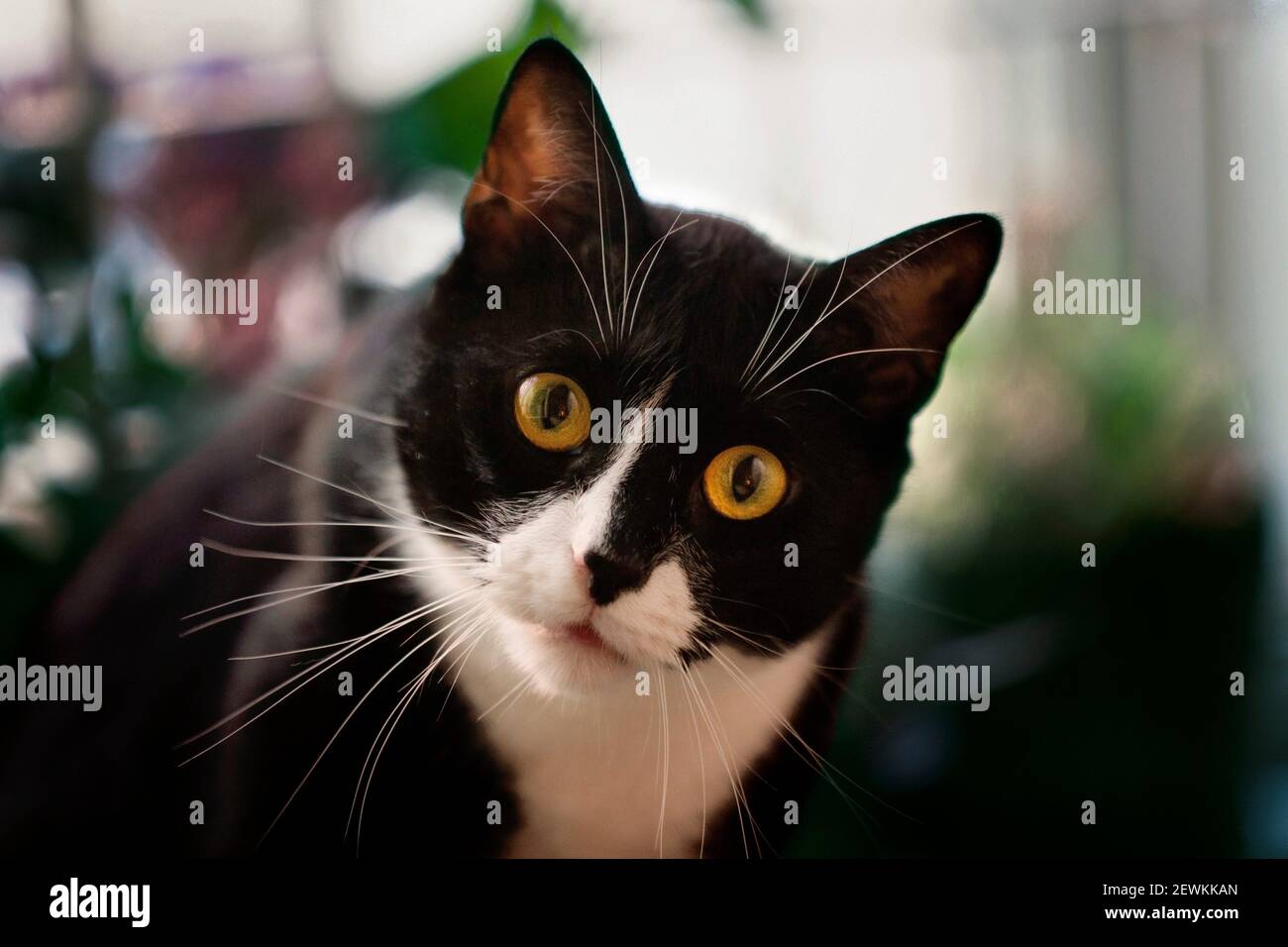 Gato curioso. Foto de stock
