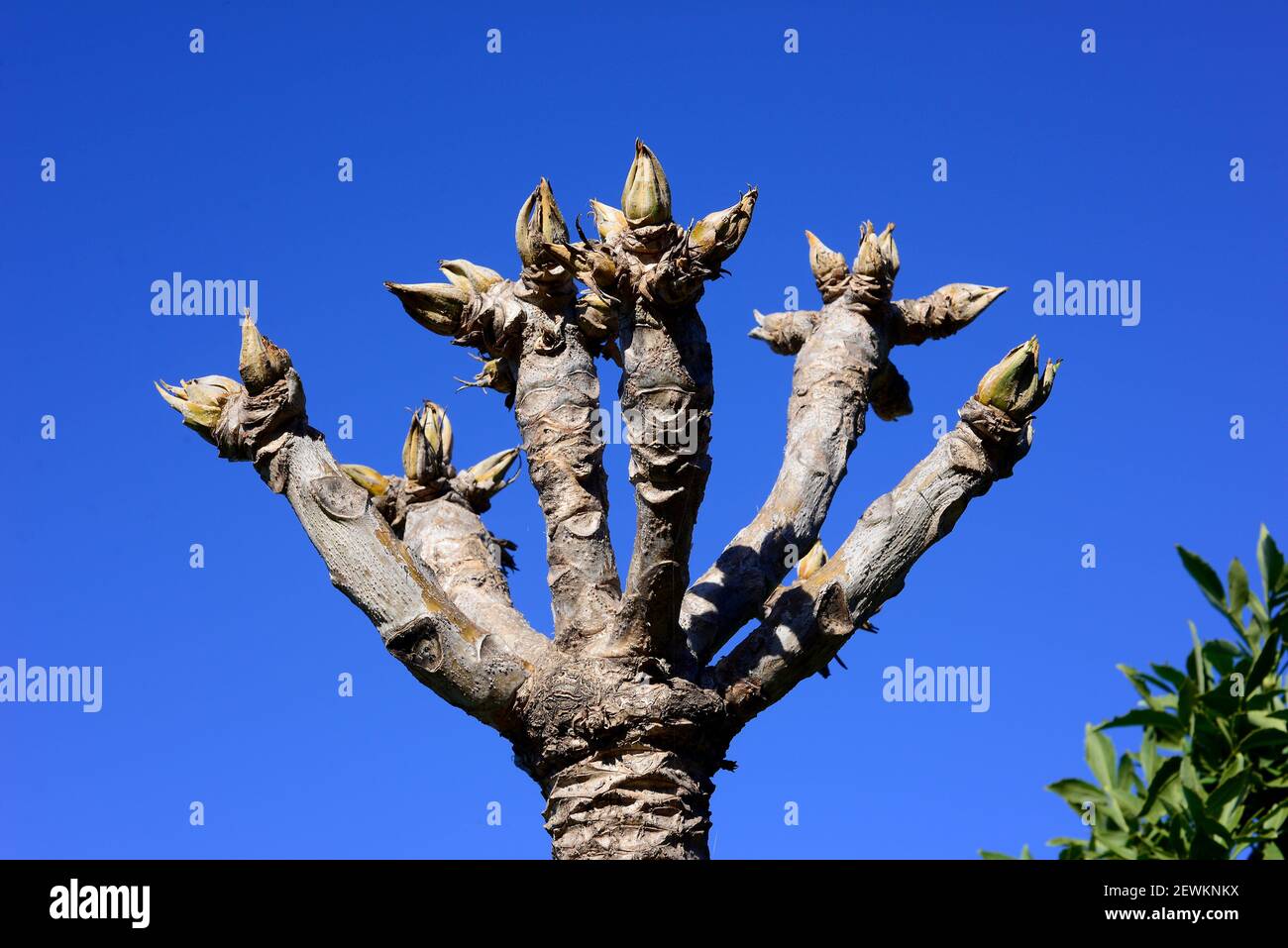 El árbol de la col rizada (Cussonia spicata) es un árbol perenne medicinal nativo del sureste de África. Brotes. Foto de stock