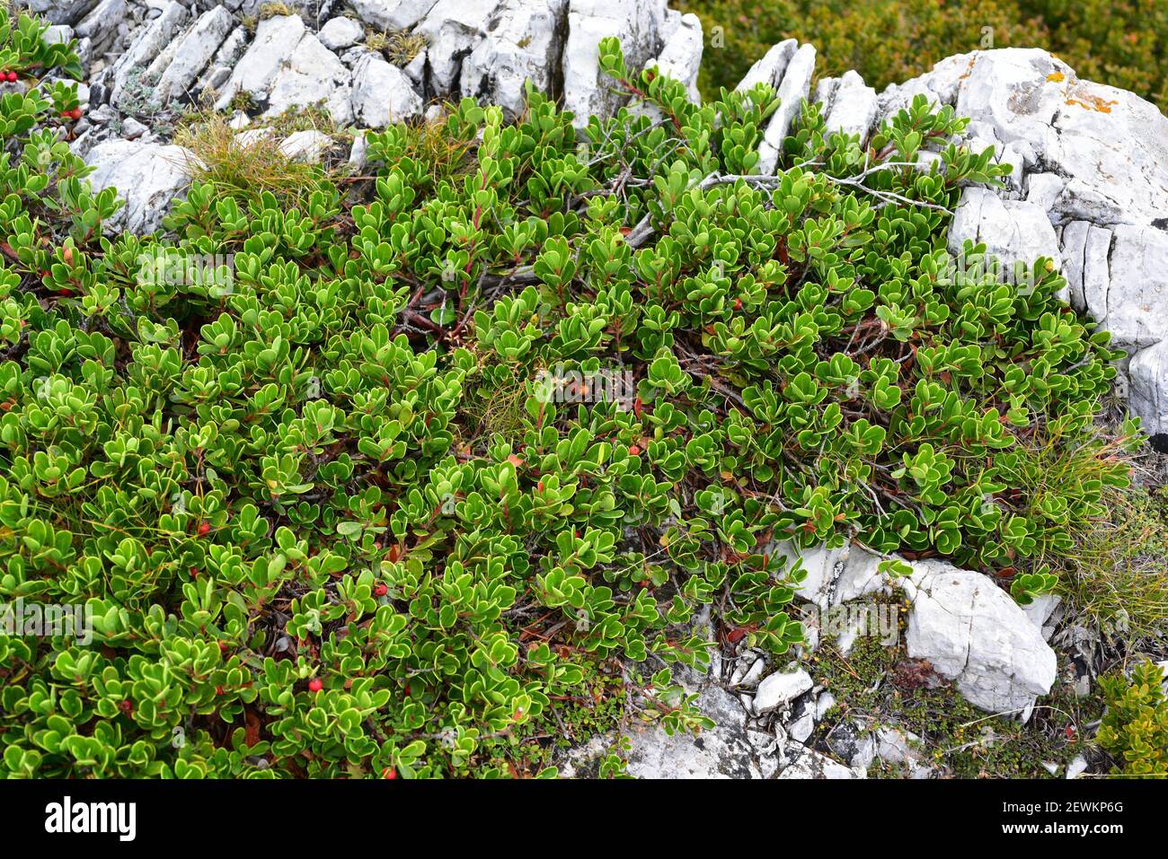 Arándano (Arctostaphylos uva-ursi) es un arbusto procumbente medicinal nativo del norte de Europa y las montañas de Europa central y meridional, Asia Foto de stock
