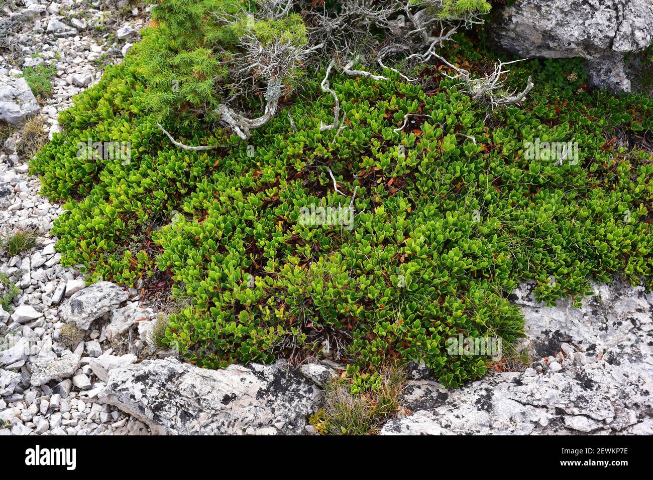 Arándano (Arctostaphylos uva-ursi) es un arbusto procumbente medicinal nativo del norte de Europa y las montañas de Europa central y meridional, Asia Foto de stock