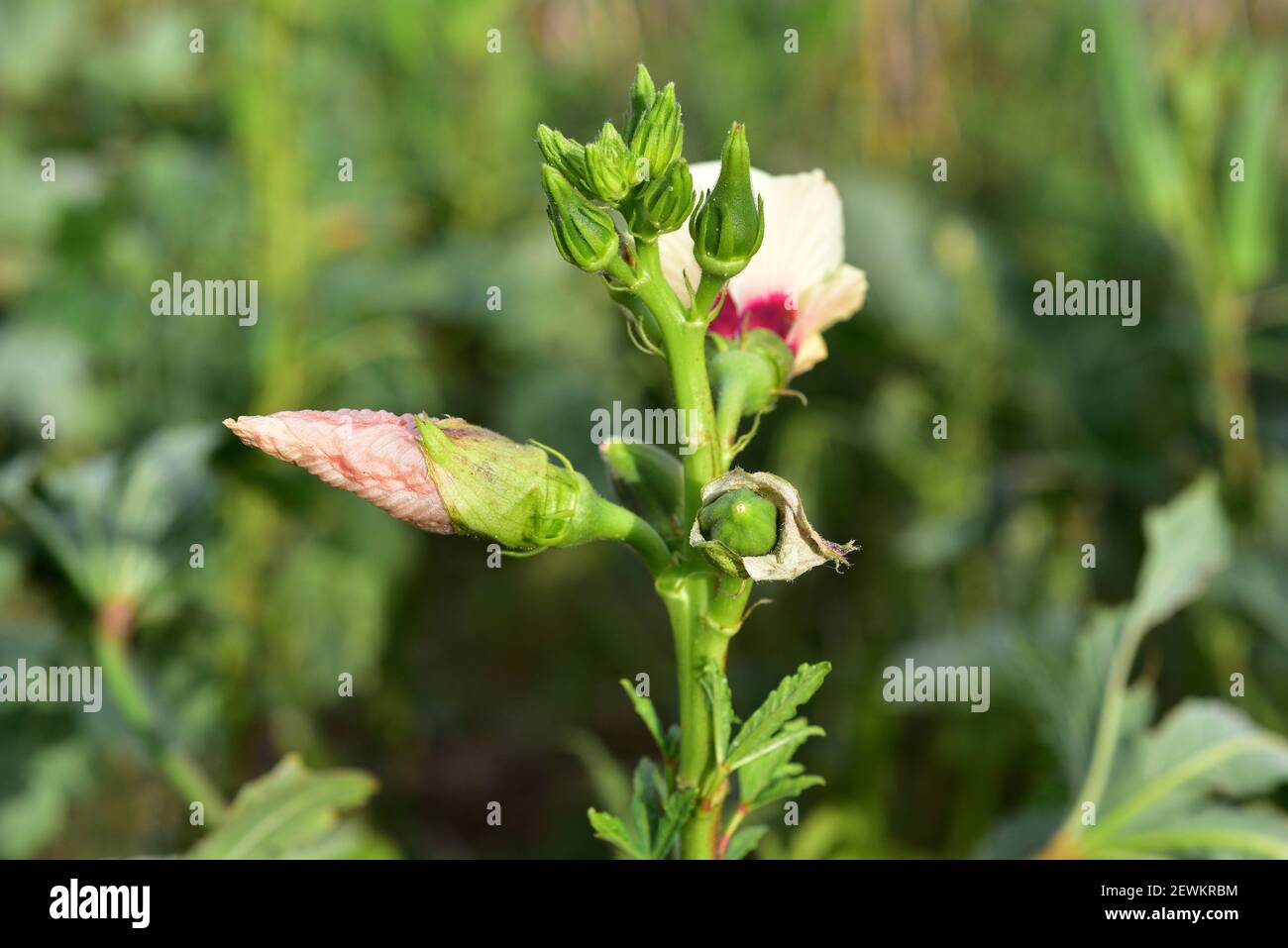 El okra (Abelmoschus esculentus o Hibiscus esculentus) es una planta