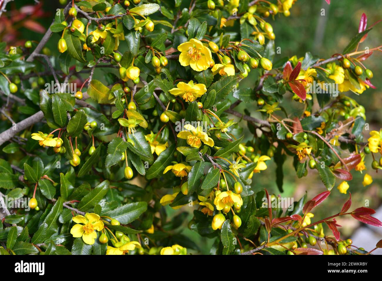 Carnival ochna o arbusto de Mickey Mouse (Ochna serrulata) es un arbusto endémico de Sudáfrica. Planta florida. Foto de stock