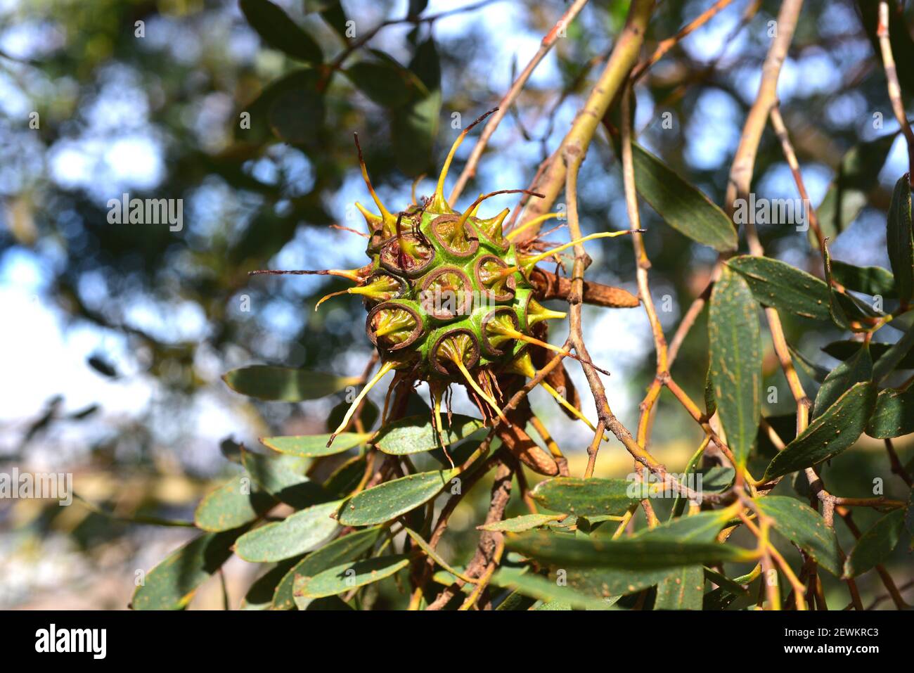 Metro carbón aceptar Fruta de eucalipto fotografías e imágenes de alta resolución - Alamy