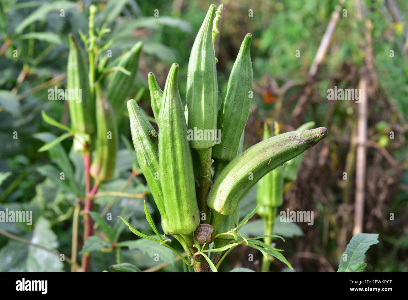 El okra (Abelmoschus esculentus o Hibiscus esculentus) es una planta