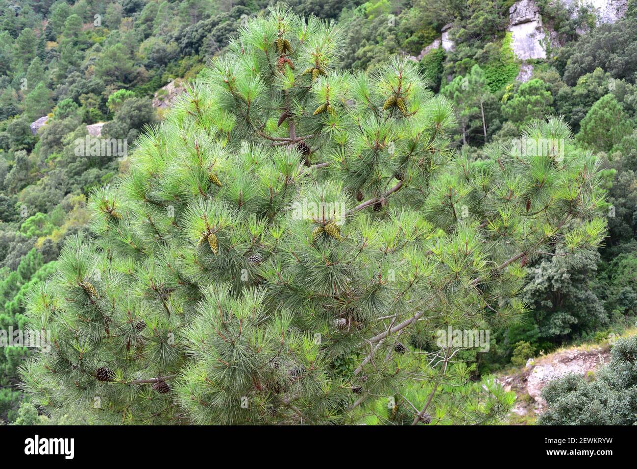El pino negro (Pinus nigra salzmannii) es un árbol de coníferas perenne nativo de la región mediterránea occidental. Esta foto fue tomada en las montañas de Montsia, Foto de stock
