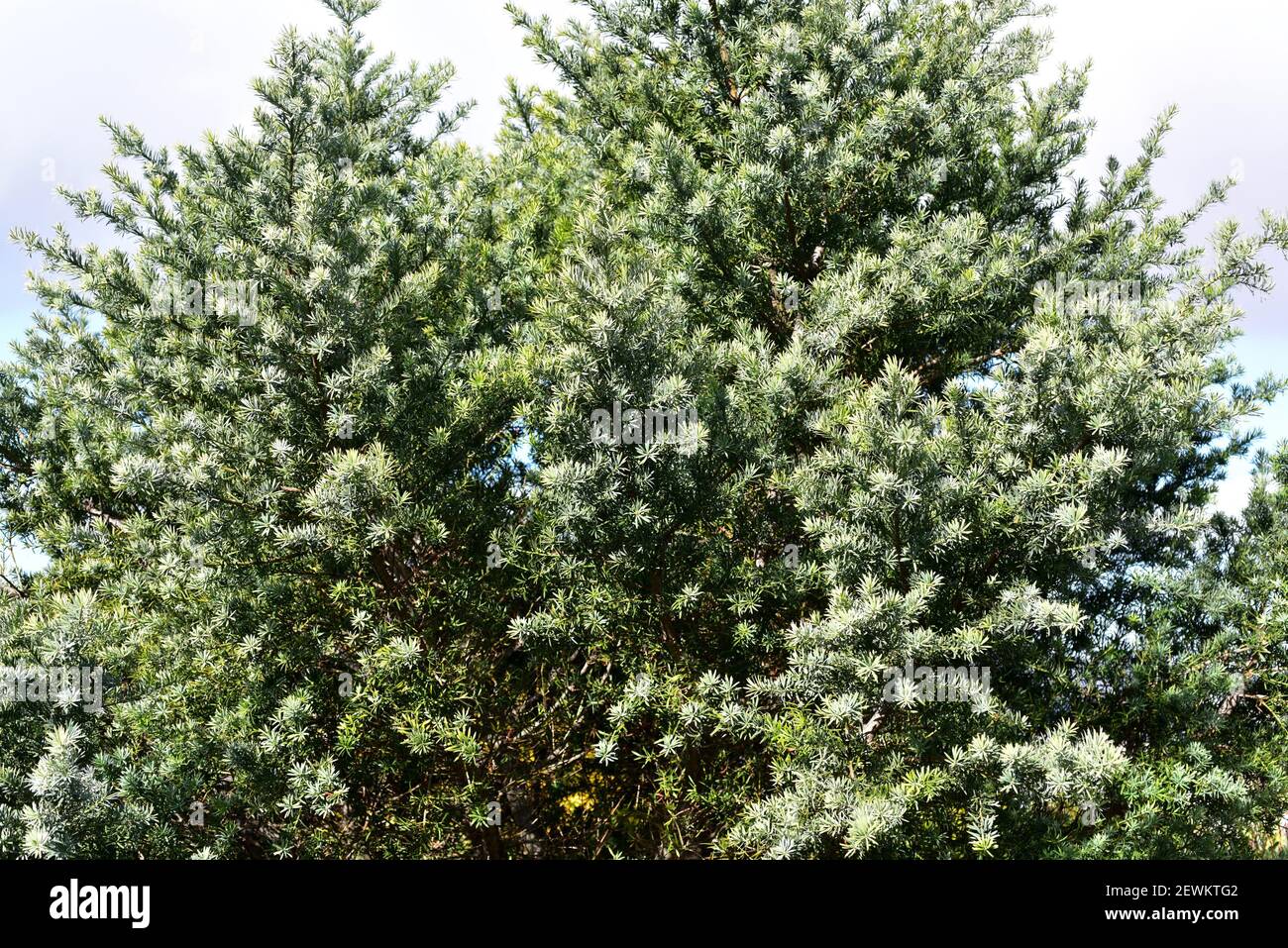 La madera amarilla del río Breede (Podocarpus elongatus) es un árbol de coníferas perenne nativo de Sudáfrica. Foto de stock
