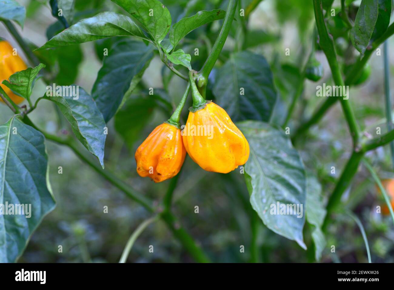 La pimienta tipo habanero (Capsicum chinensis) es una planta anual nativa de las Islas del Caribe, Centroamérica y el sur de México. Sus frutos son comestibles Foto de stock