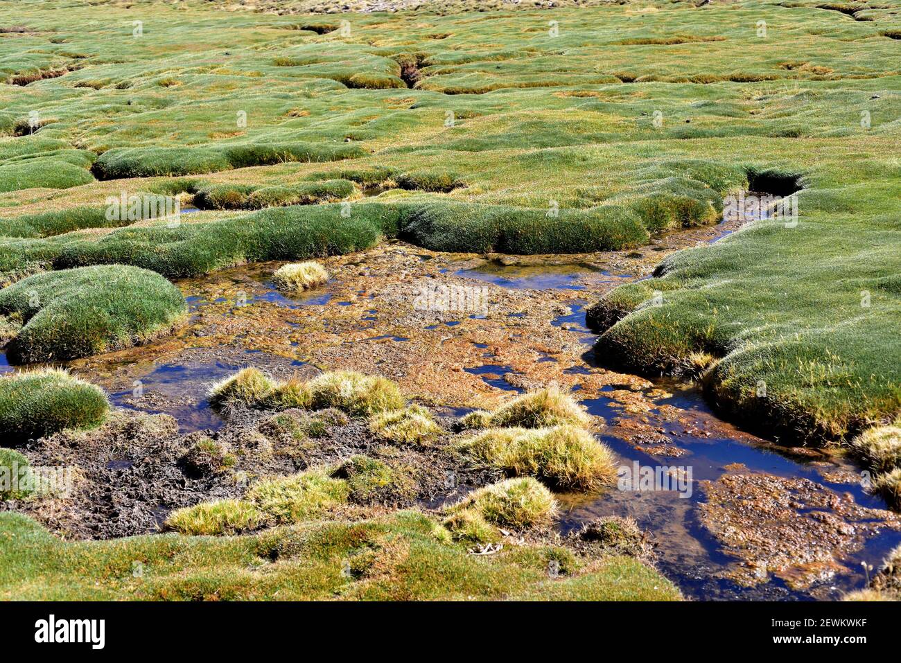 El bofedal (humedal) es un prado montano cuyas especies de plantas dominantes son Distichia muscoides y Oxychloe andina (familia Juncaceae). Esta foto fue Foto de stock