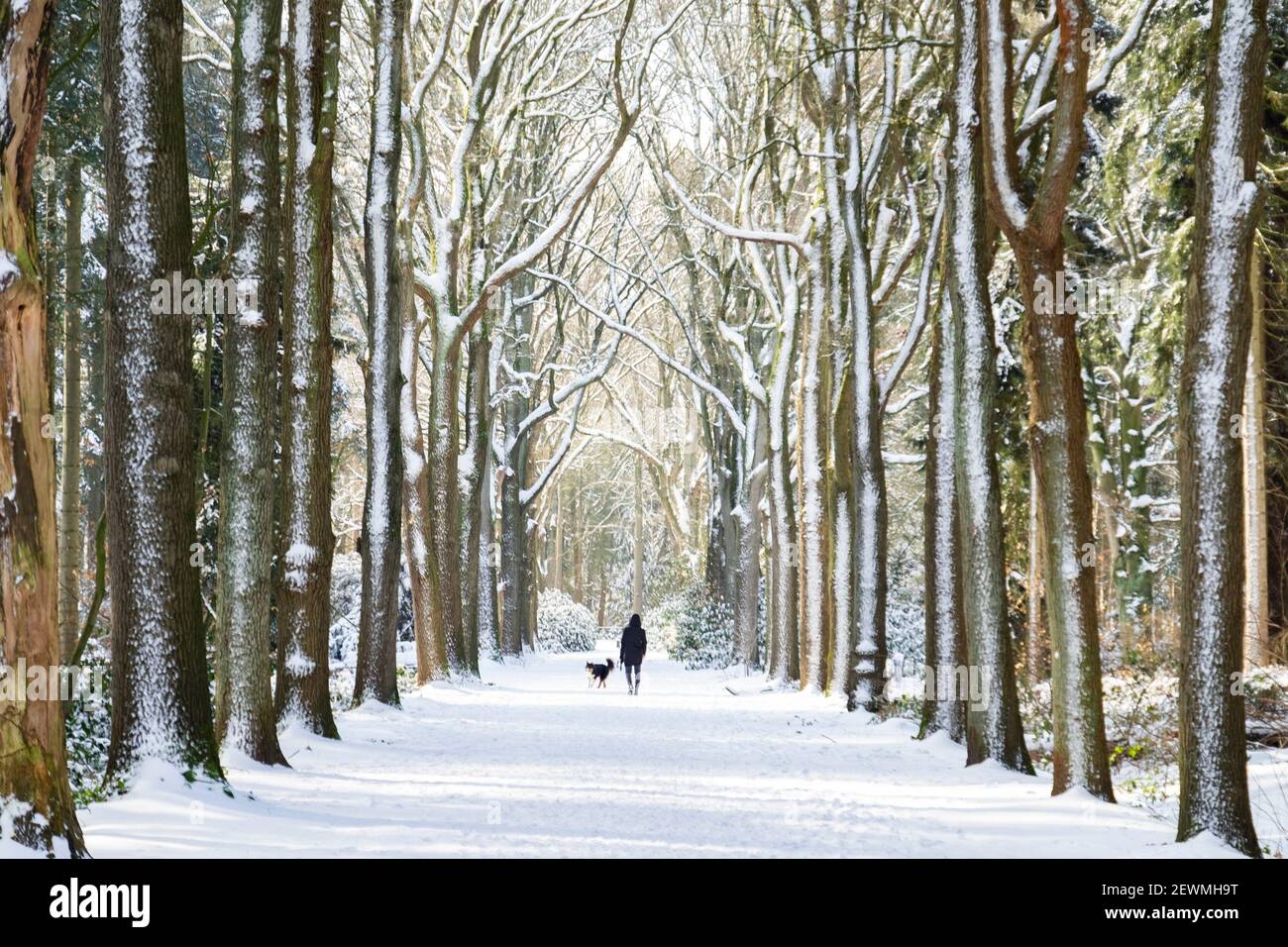 Chica caminando su perro en un paisaje holandés de invierno con nieve, los países Bajos, Europa. Foto de stock