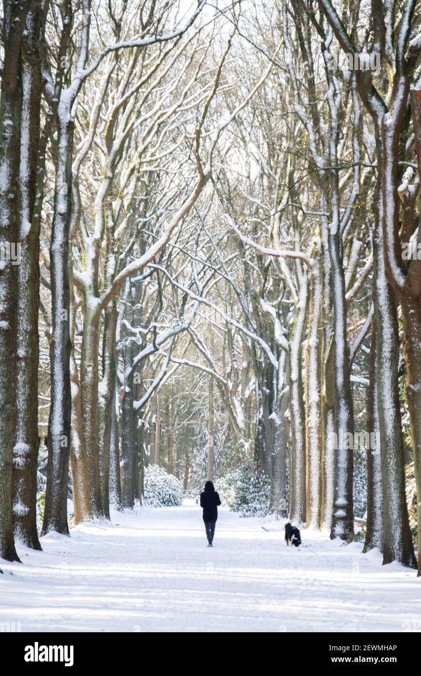 Chica caminando su perro en un paisaje holandés de invierno con nieve, los países Bajos, Europa. Foto de stock