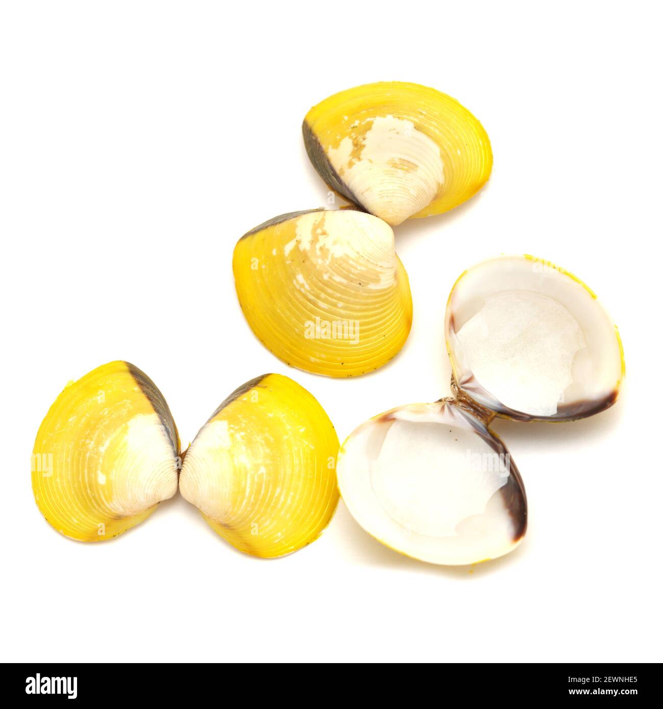 Conchas amarillas de Corbicula fluminea almeja de agua dulce aisladas sobre blanco antecedentes Foto de stock
