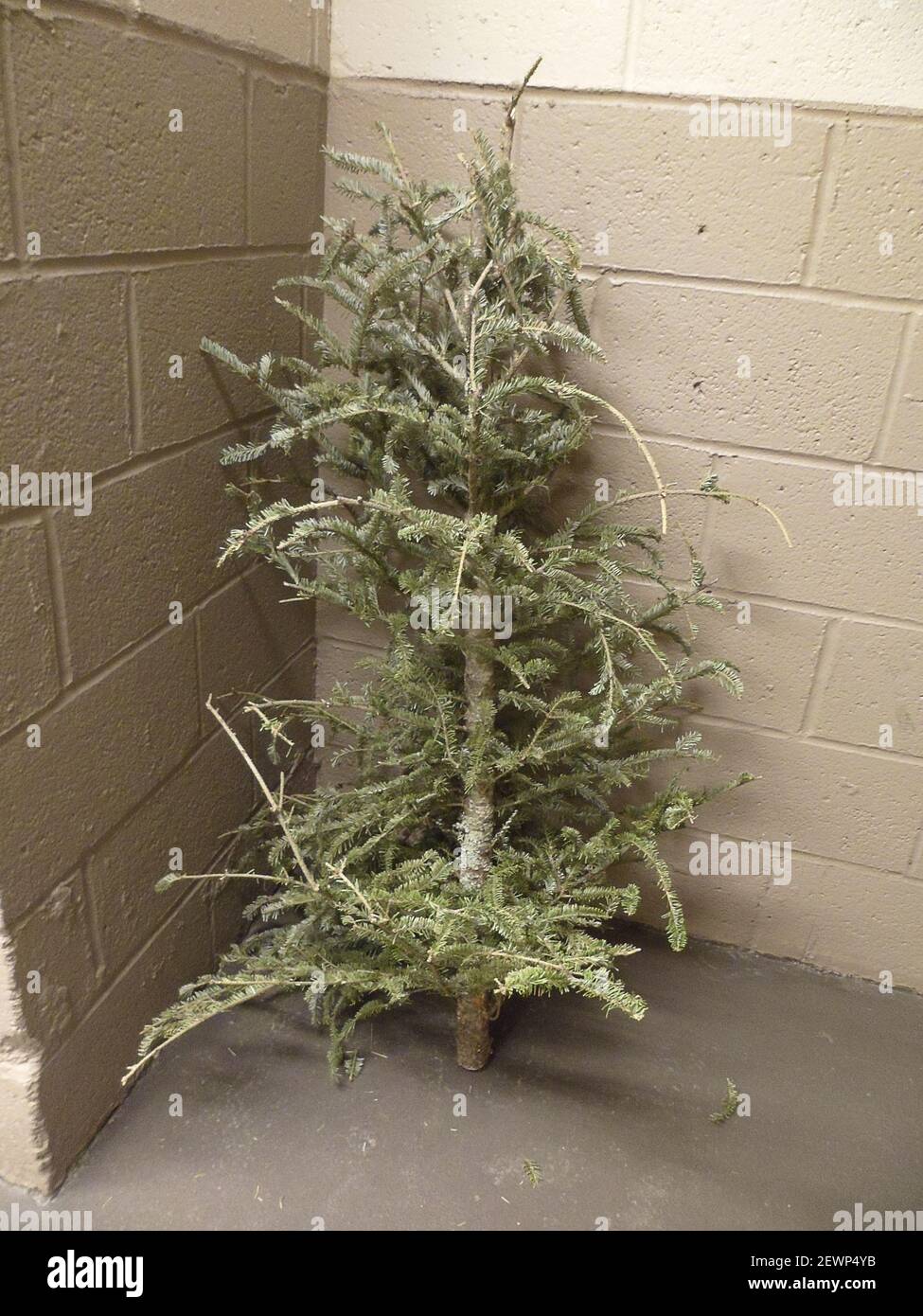 Un árbol de Navidad pobre, solitario y descartado se ve en el área de  basura de un edificio de apartamentos en Nueva York el miércoles, 3 de  febrero de 2016. (Foto de
