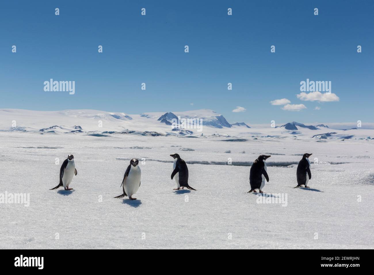 Un grupo de pingüinos Adelie (Pygoscelis adeliae) sobre hielo marino en Bahía de Duse, Mar de Weddell, Antártida, Regiones polares Foto de stock