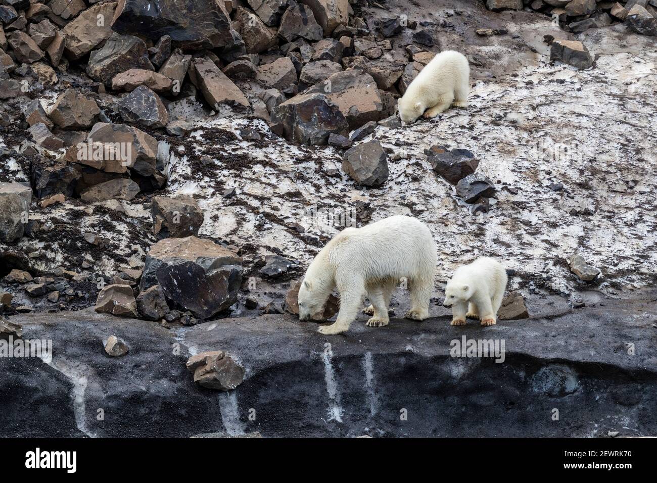 Un oso polar madre (Ursus maritimus), con dos cachorros del año forrajeando para comida en Cabo Brewster, Groenlandia, Regiones polares Foto de stock