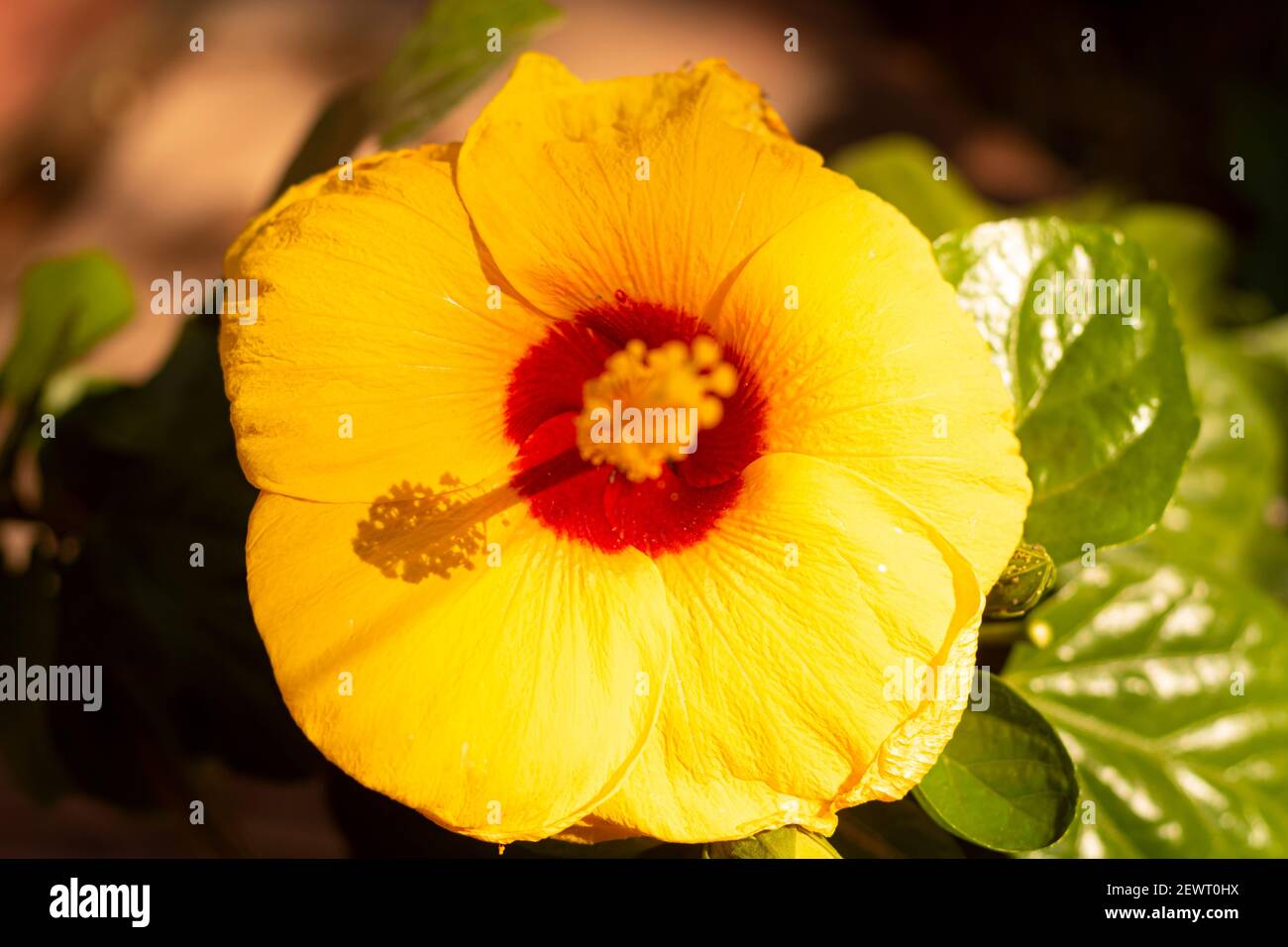 Flor del estado de hawai fotografías e imágenes de alta resolución - Alamy