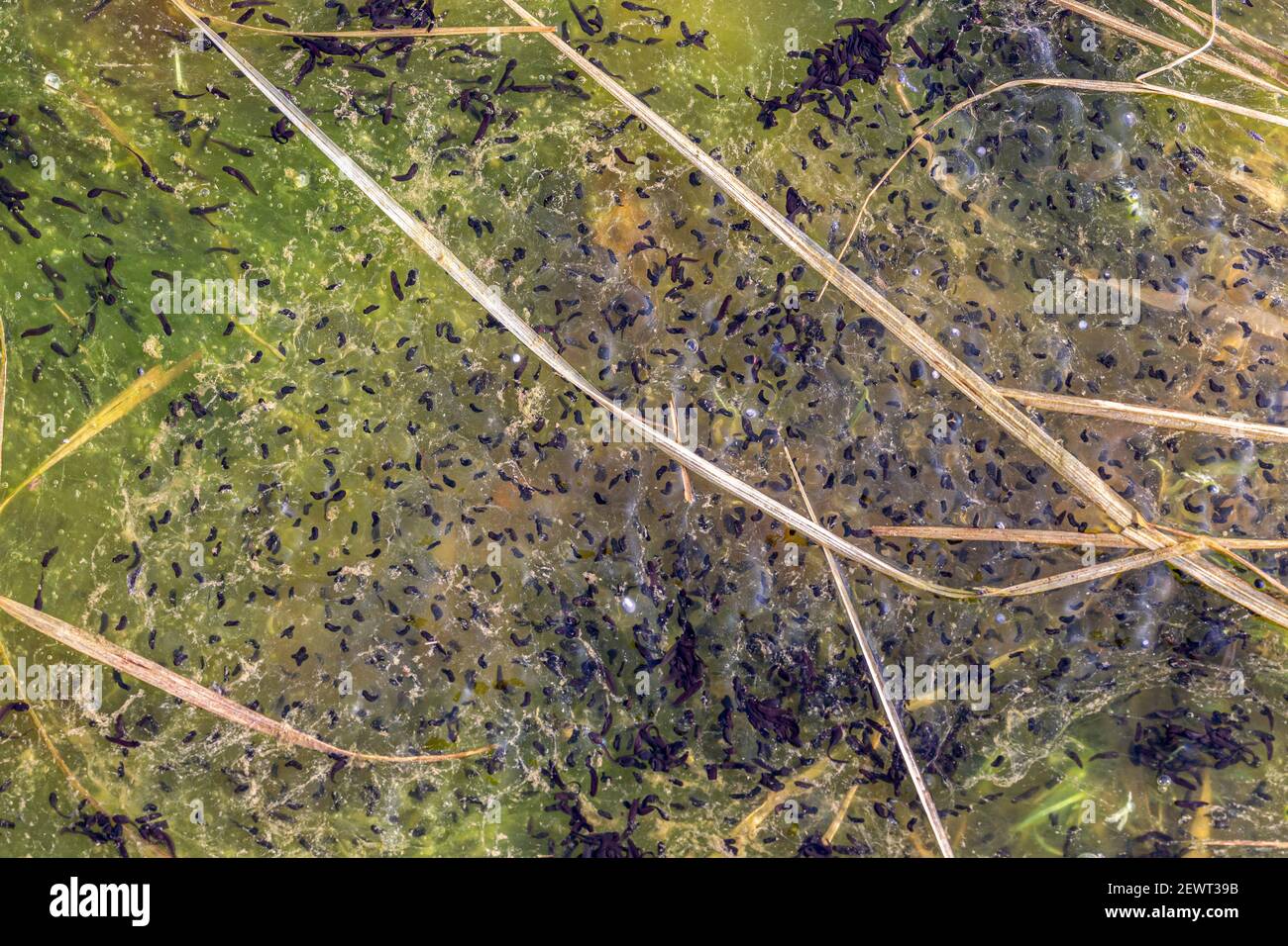 Cúmulos de renacuajos que crecen en un charco estancado, Condado de Kerry, Irlanda Foto de stock