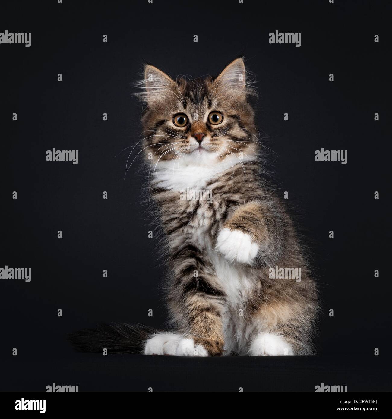 Gato diciendo fotografías e imágenes de alta resolución - Página 3 - Alamy