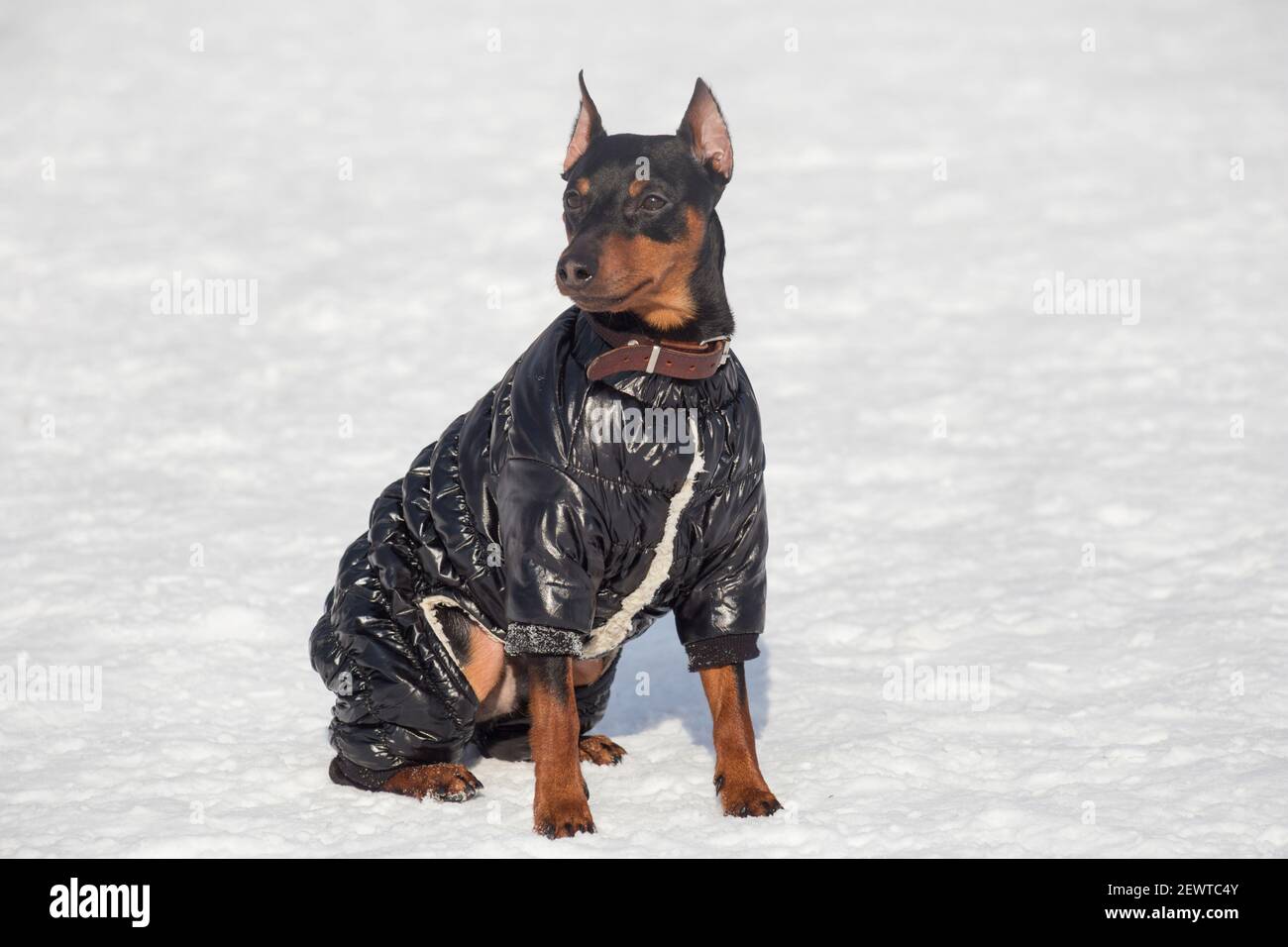 Lindo cachorro en miniatura pinscher con ropa de mascota negra sentado en una nieve blanca en el parque de invierno. Animales de compañía. Perro purrado Fotografía stock - Alamy