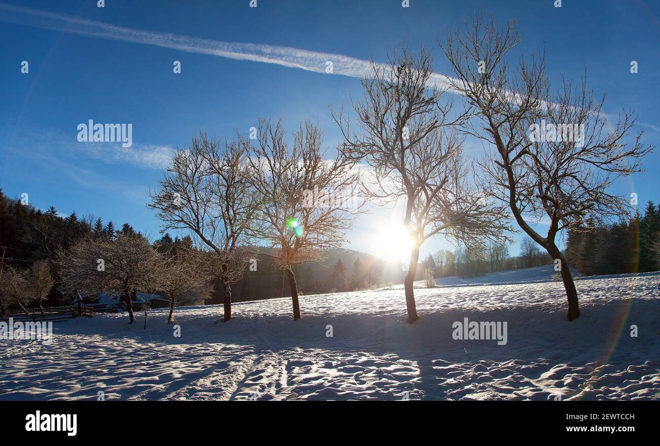 vista invernal con un callejón de árboles y sol en la hermosa cielo Foto de stock