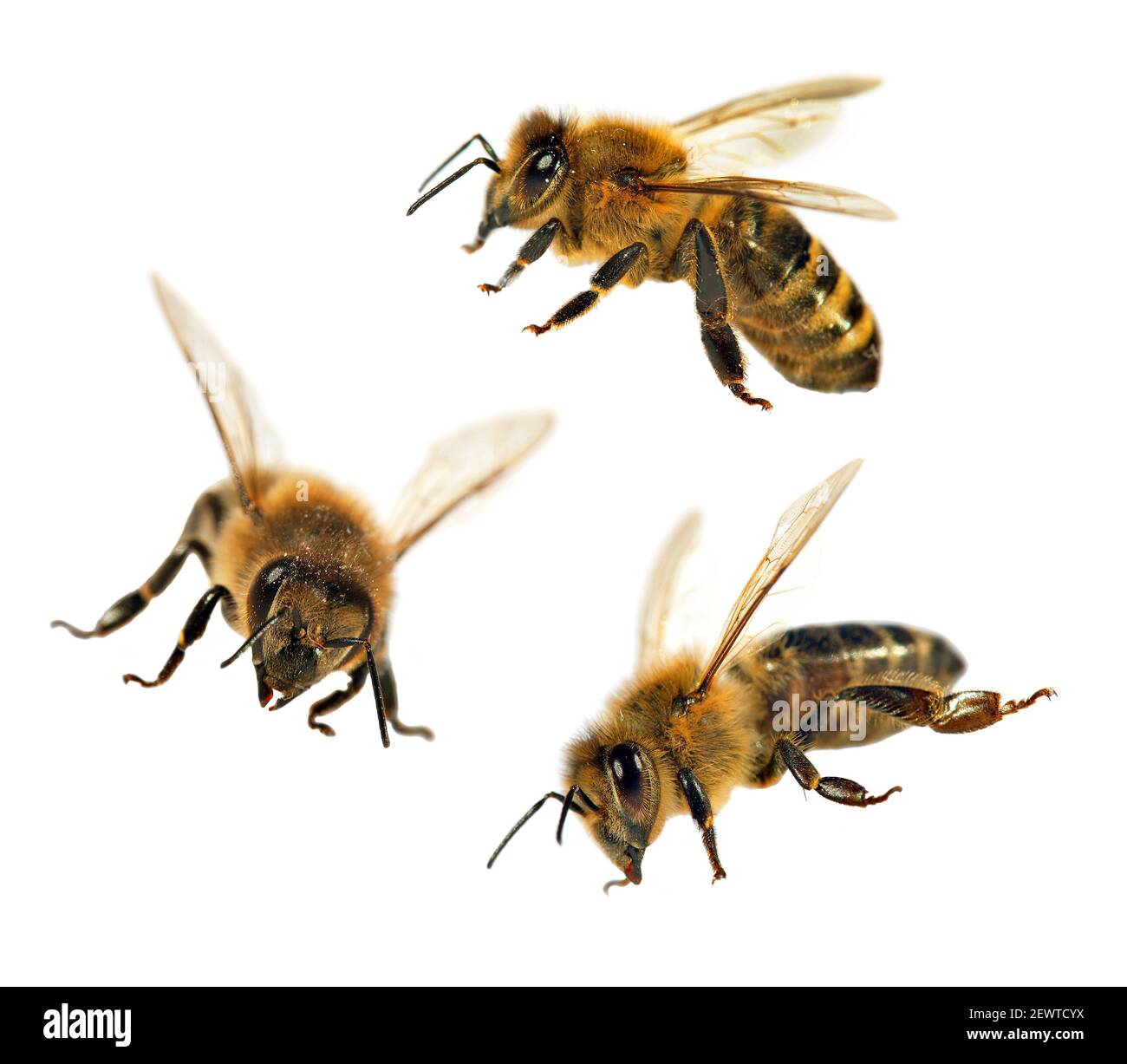 Grupo de abeja o abeja melífera en Apis mellifera latina, abeja melífera europea o occidental aislada sobre fondo blanco, abeja melífera dorada Foto de stock