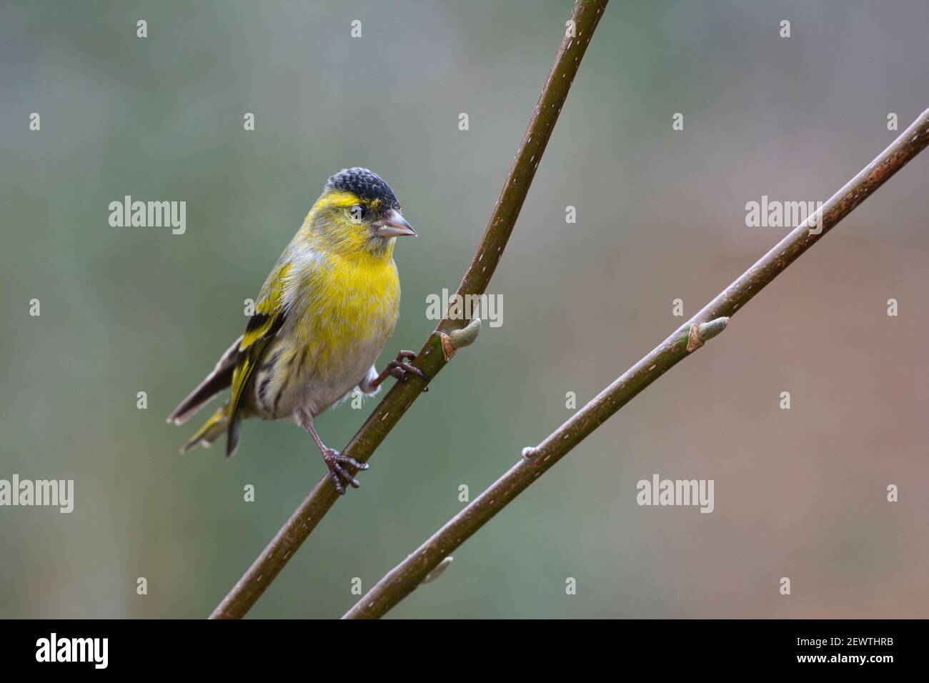 Adulto macho Eurasian siskin (Carduelis spinus) encaramado en un árbol de jardín Foto de stock